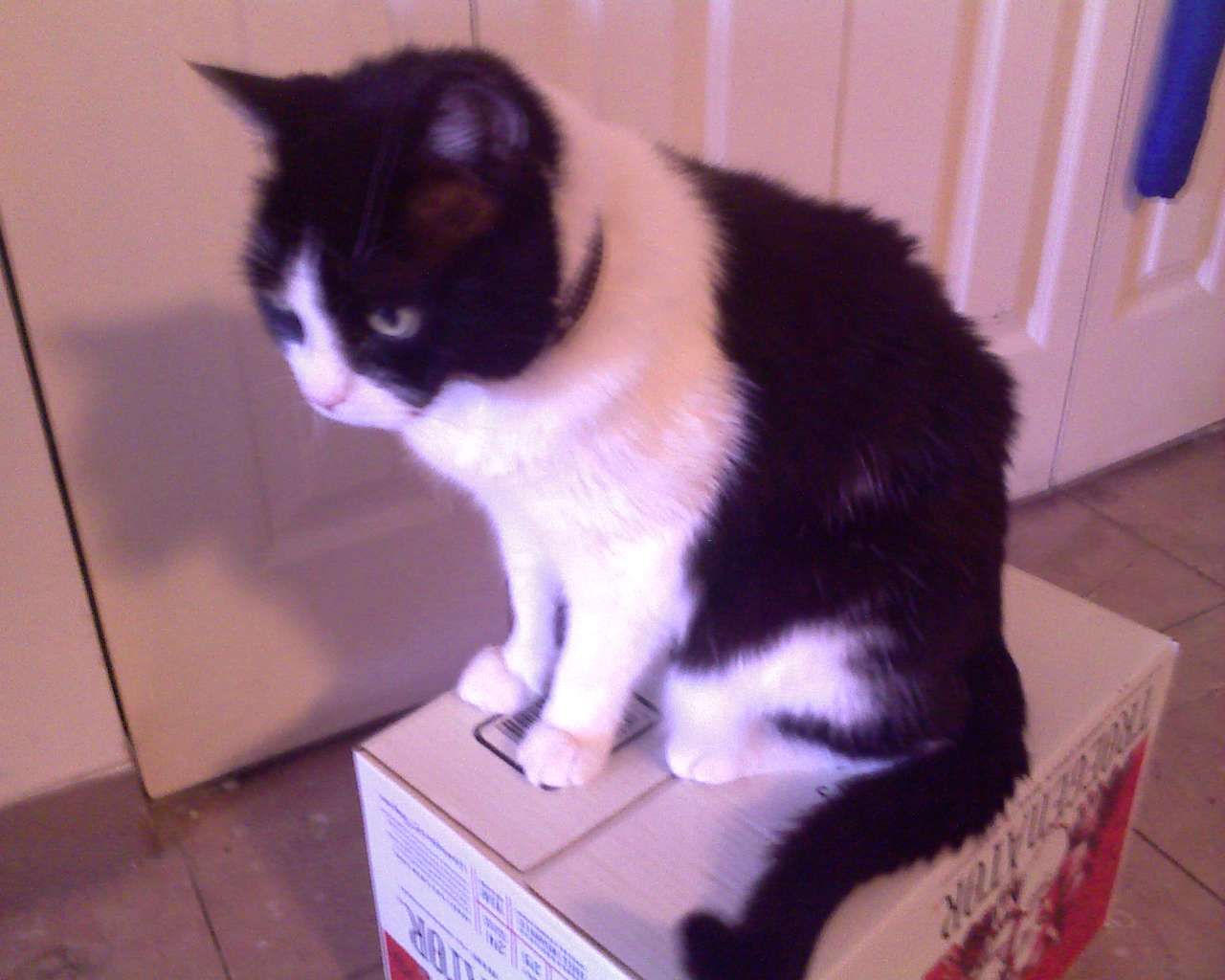 Sooner: Hands-on with Google's weird Android prototype