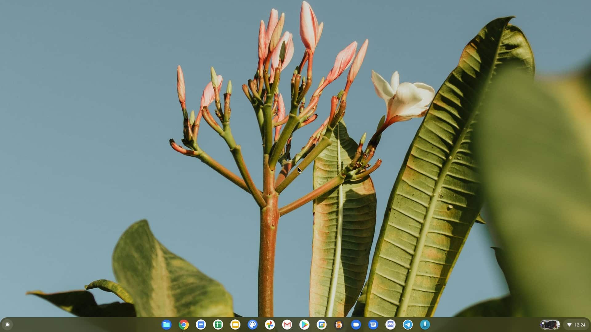 The ChromeOS desktop showing a plumeria wallpaper