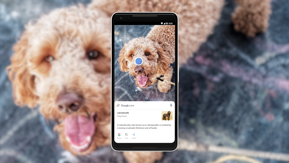 An image showing a phone with a Labradoodle one screen with breed details while the same dog is in the background.