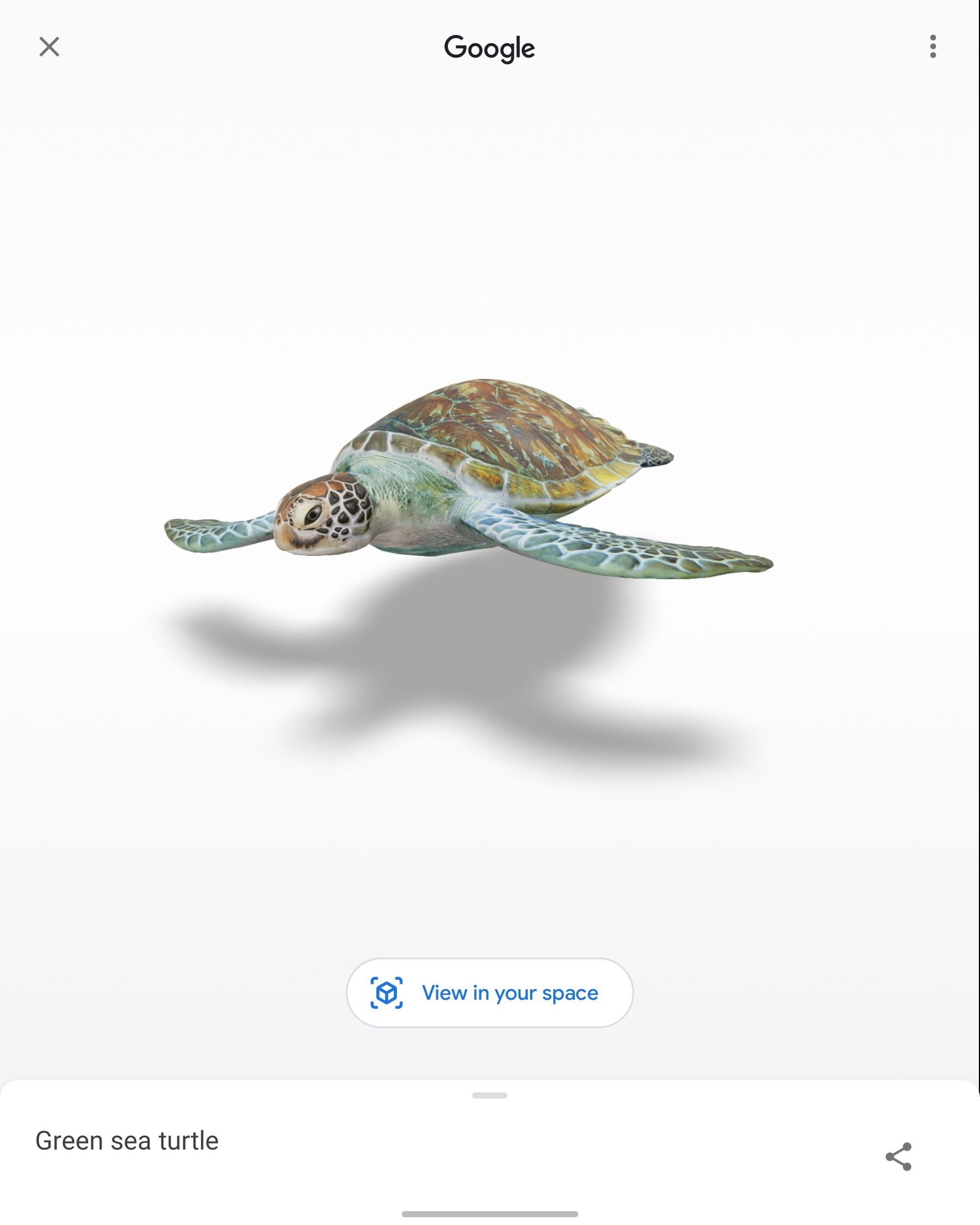 Screenshot of an AR turtle generated by Google