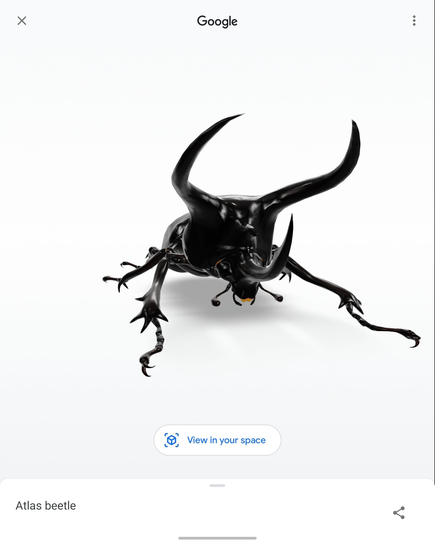 Screenshot of a 3D beetle generated by Google