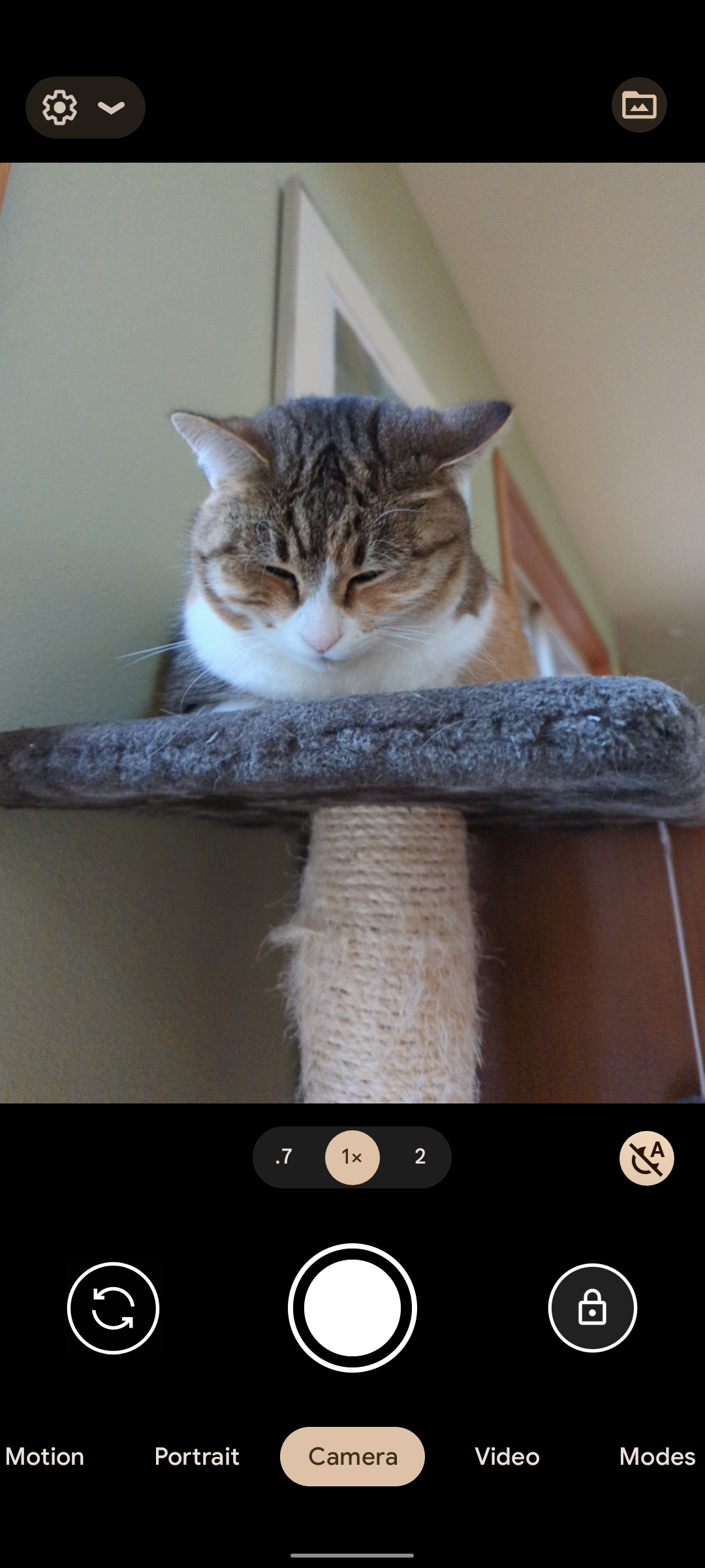 Screenshot of Google Pixel smartphone camera app with an image of a cat