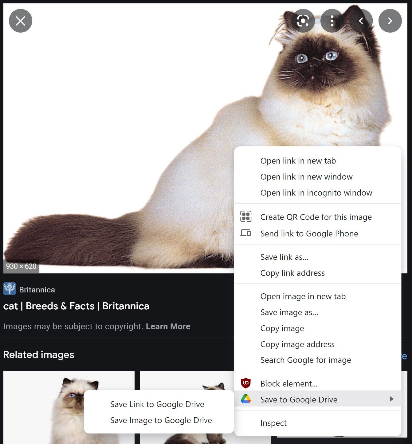 The right-click menu on an image of a cat found on Google search with the Send to Google Drive option highlighted