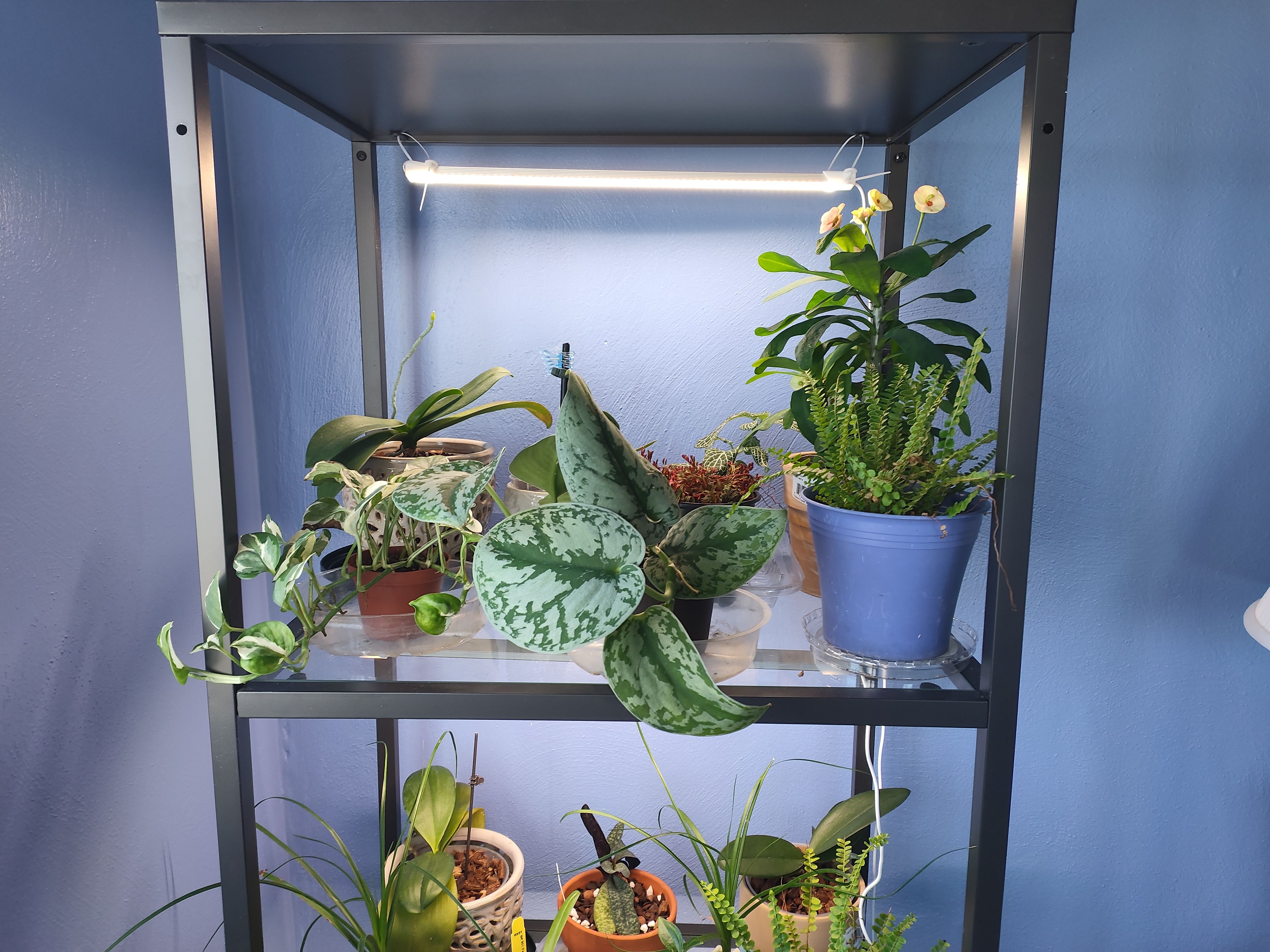 redmagic 7 pics indoors plants