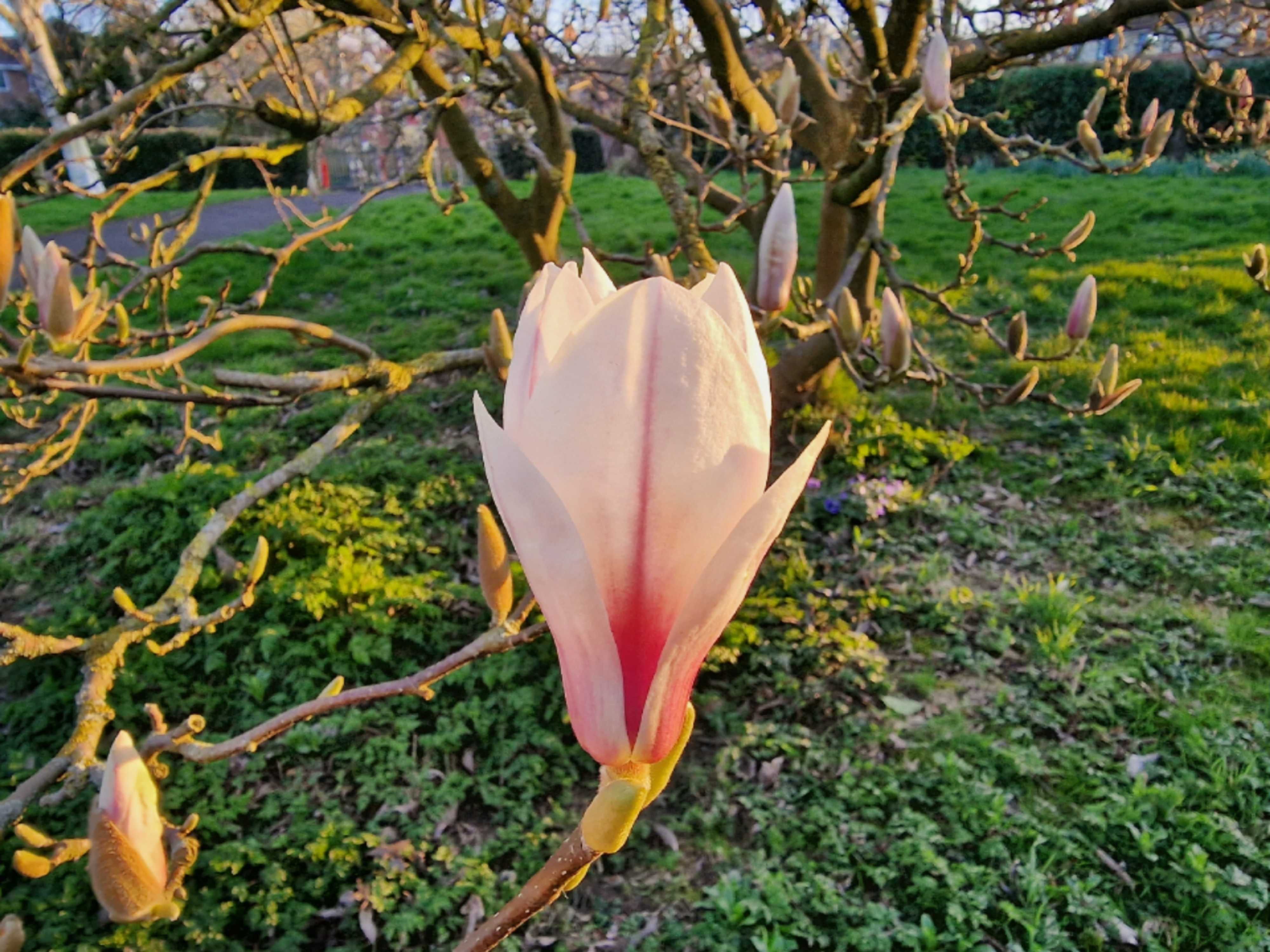 The best Magic Eraser alternatives if you don't own a Google Pixel 6