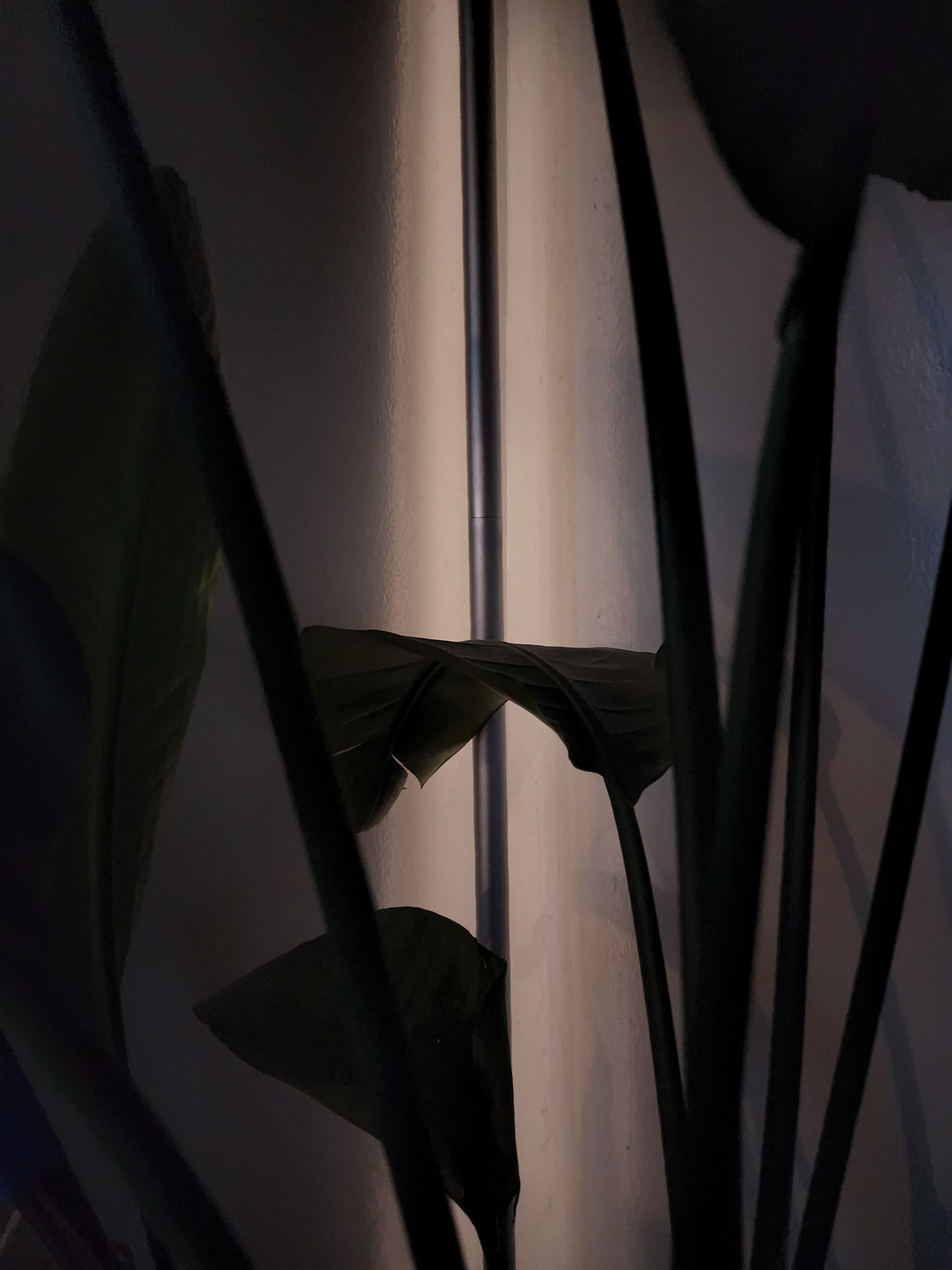 A dark scene of a houseplant shot without pixel binning.