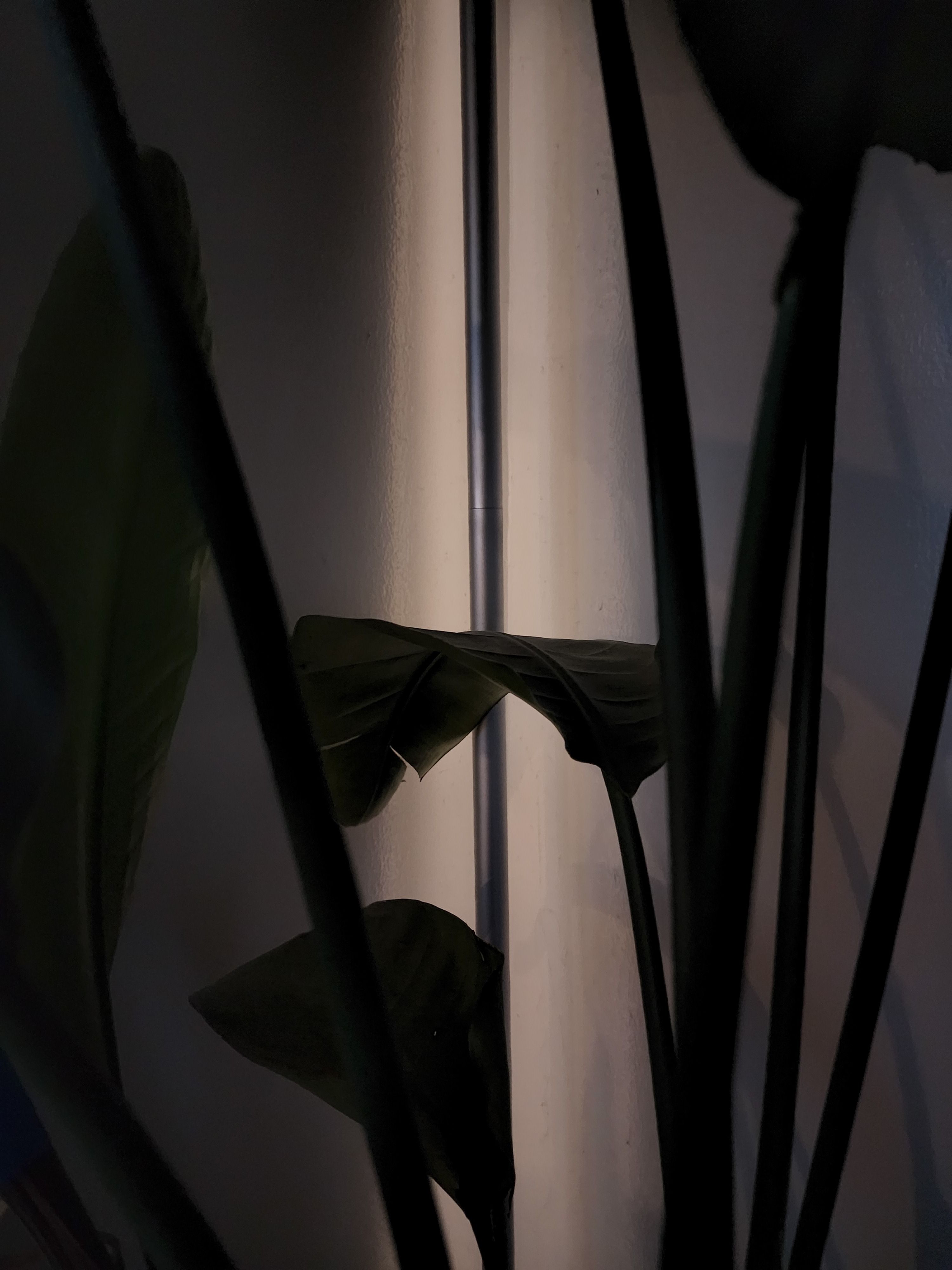 A dark scene of a houseplant shot with pixel binning.