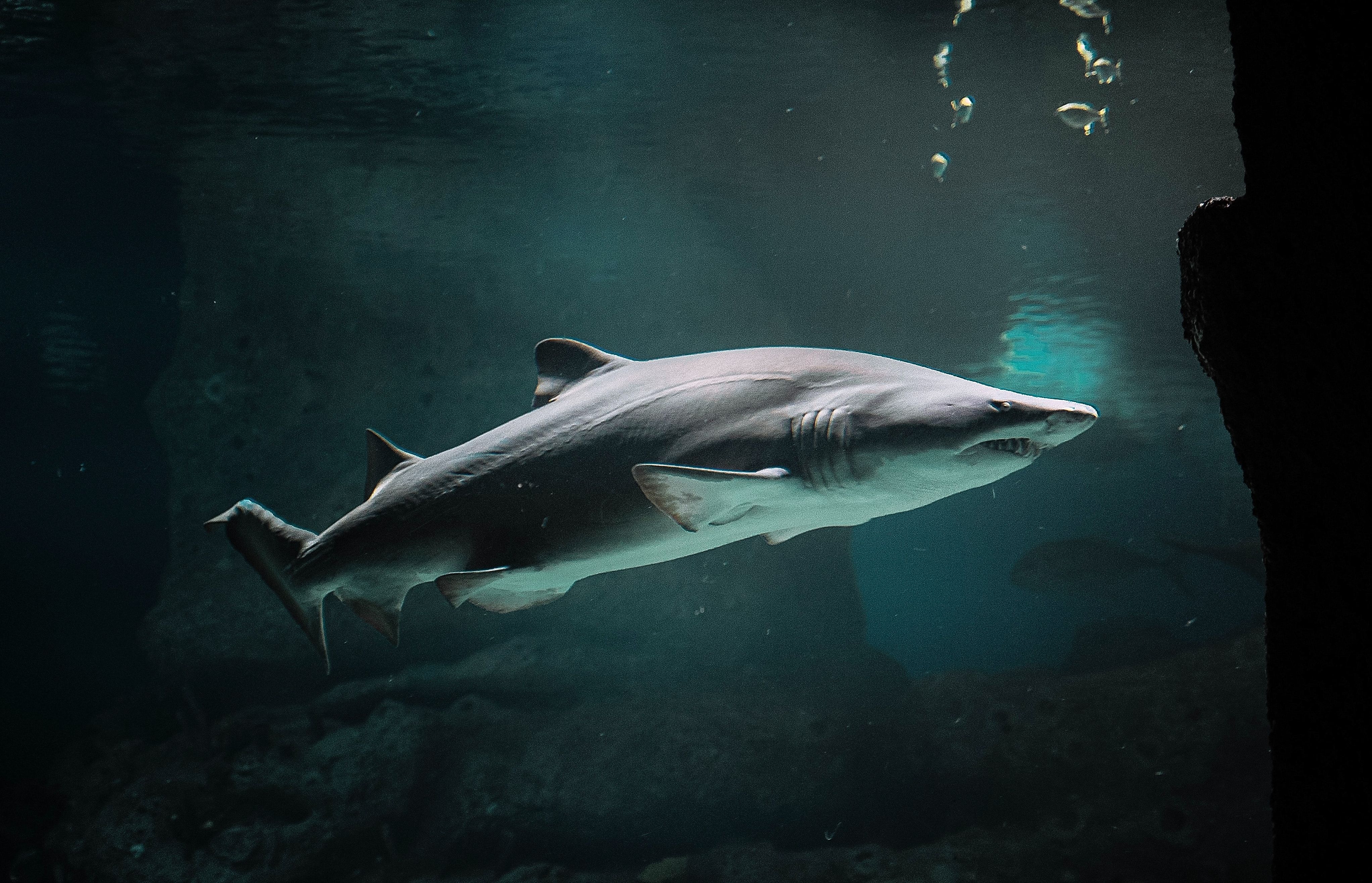 Image of swimming shark