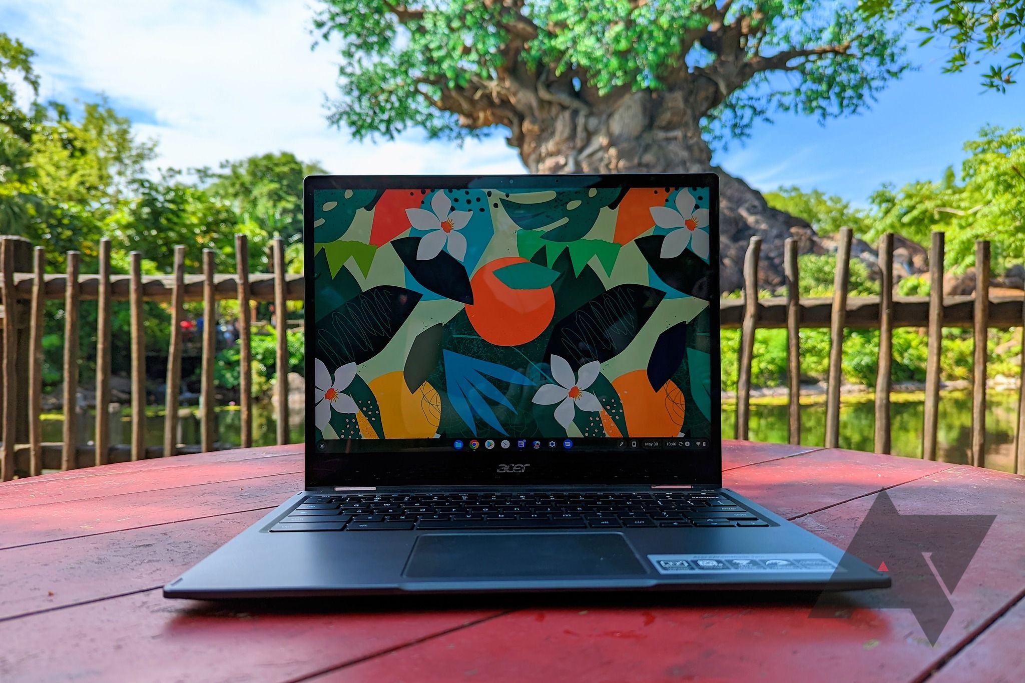 Acer Chromebook Spin 513 on table with tree of life in background