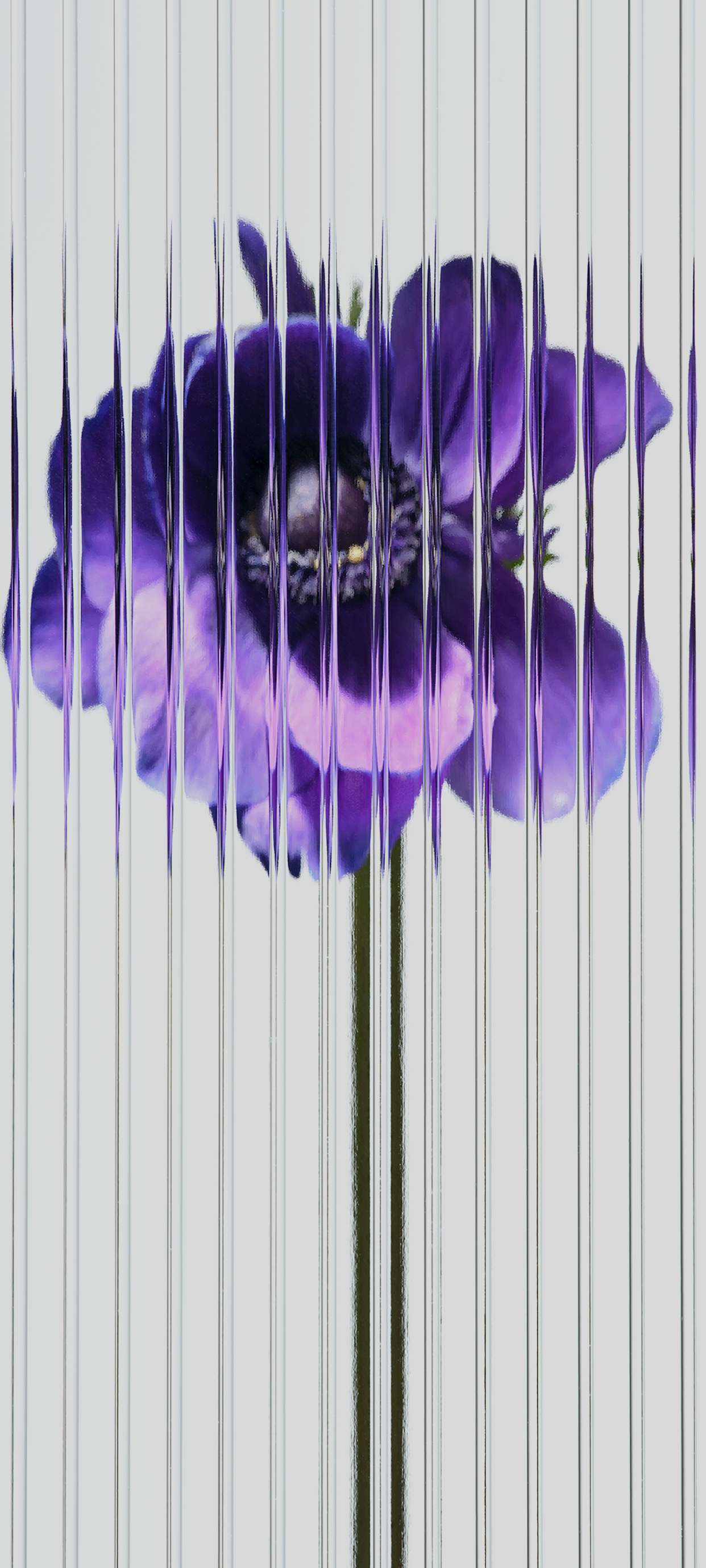 Nothing-Phone-one-wallpaper-Flower-purple