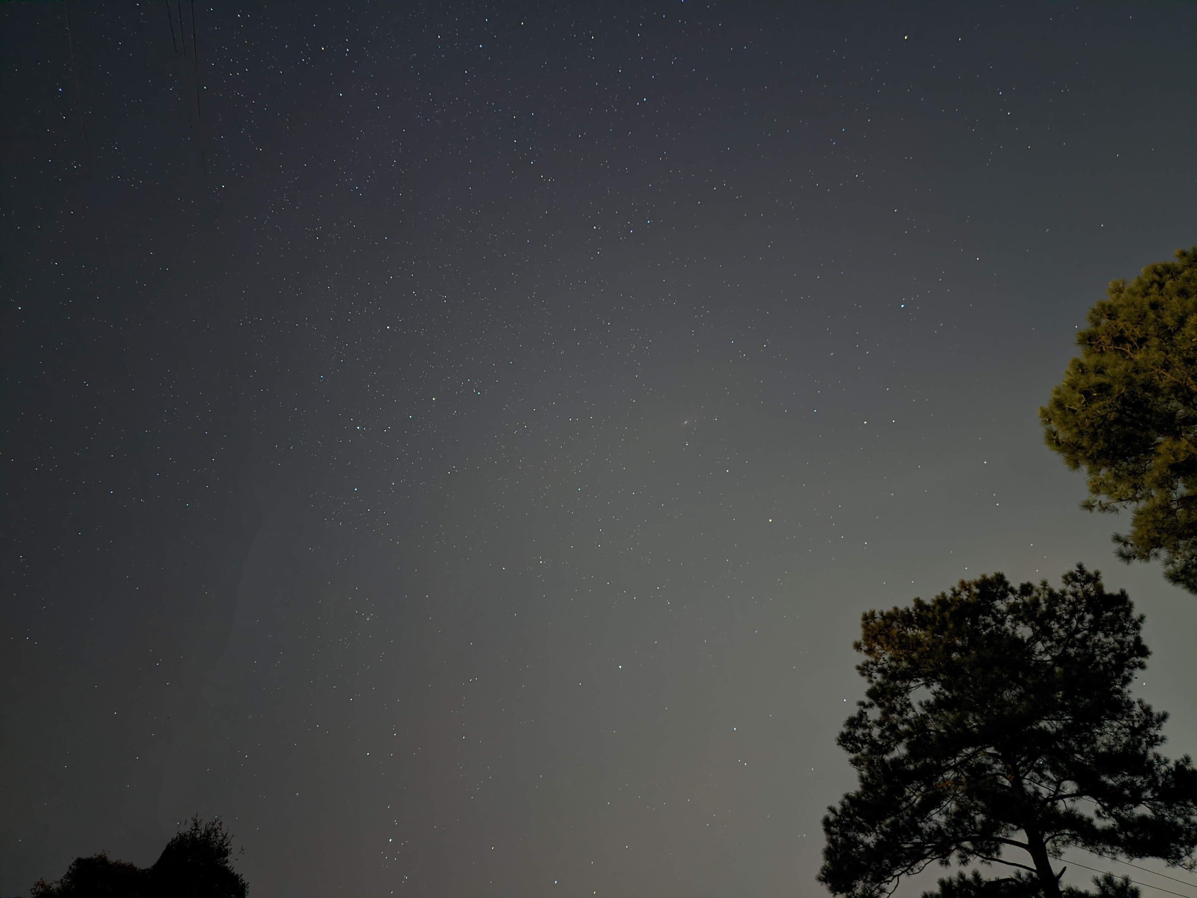 night sky with trees