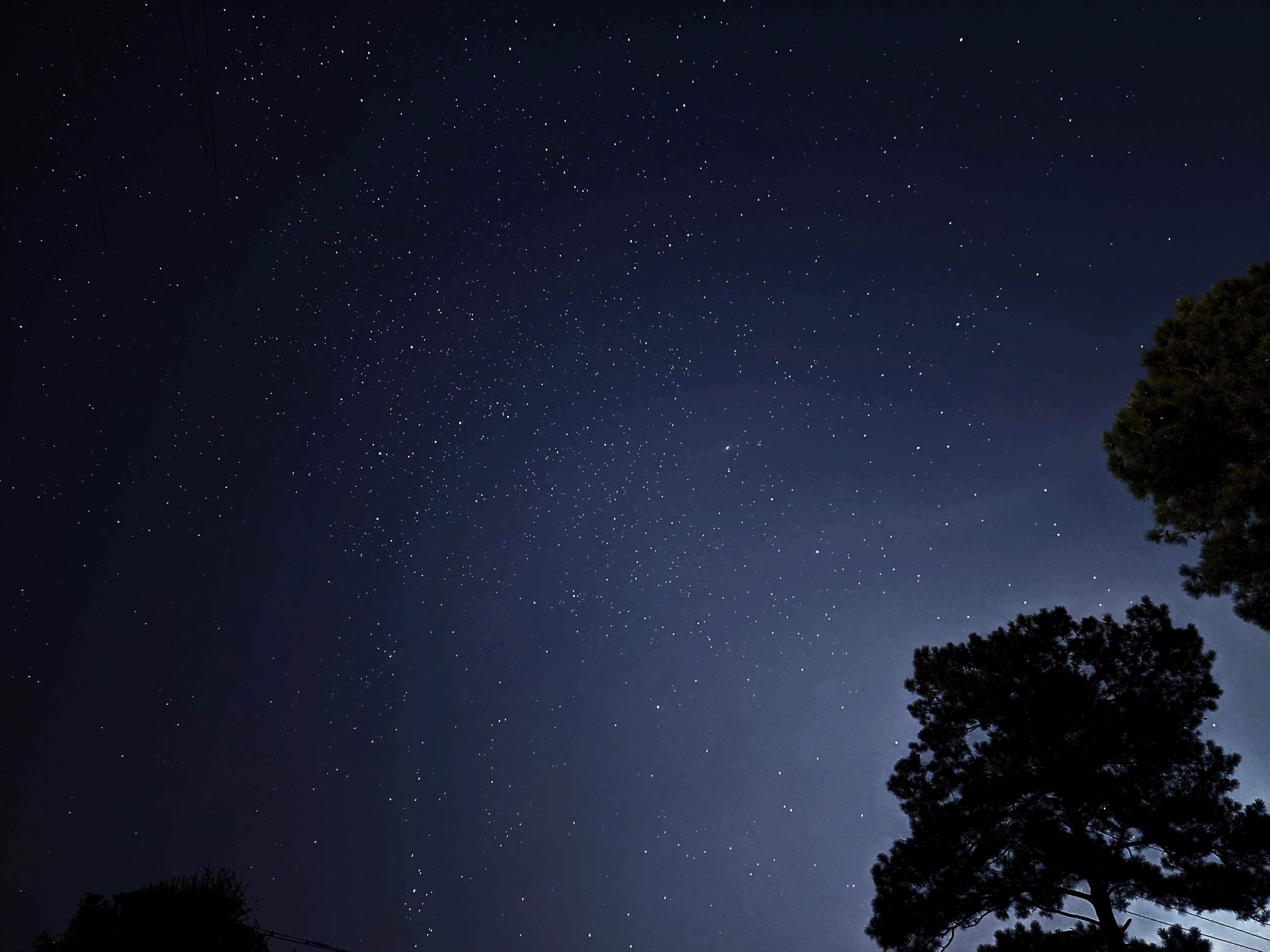 night sky with trees