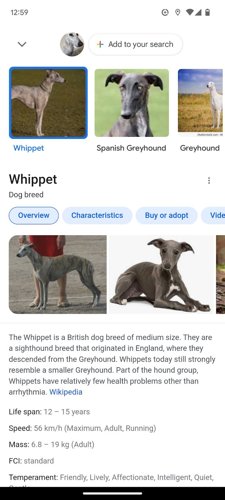 Google Lens search results after identifying an image in a screenshot.