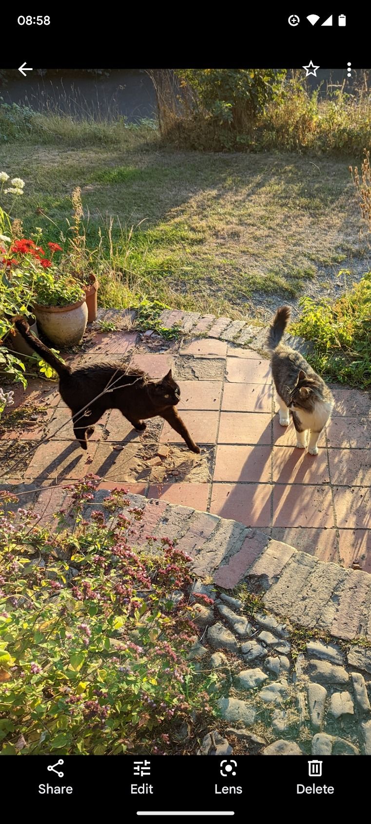 black cat and grey cat on stone flagstones in sun