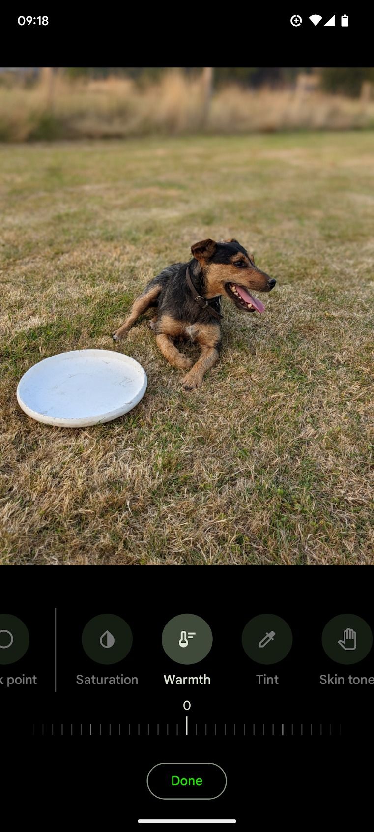 terrier sitting next to frisbee in a field