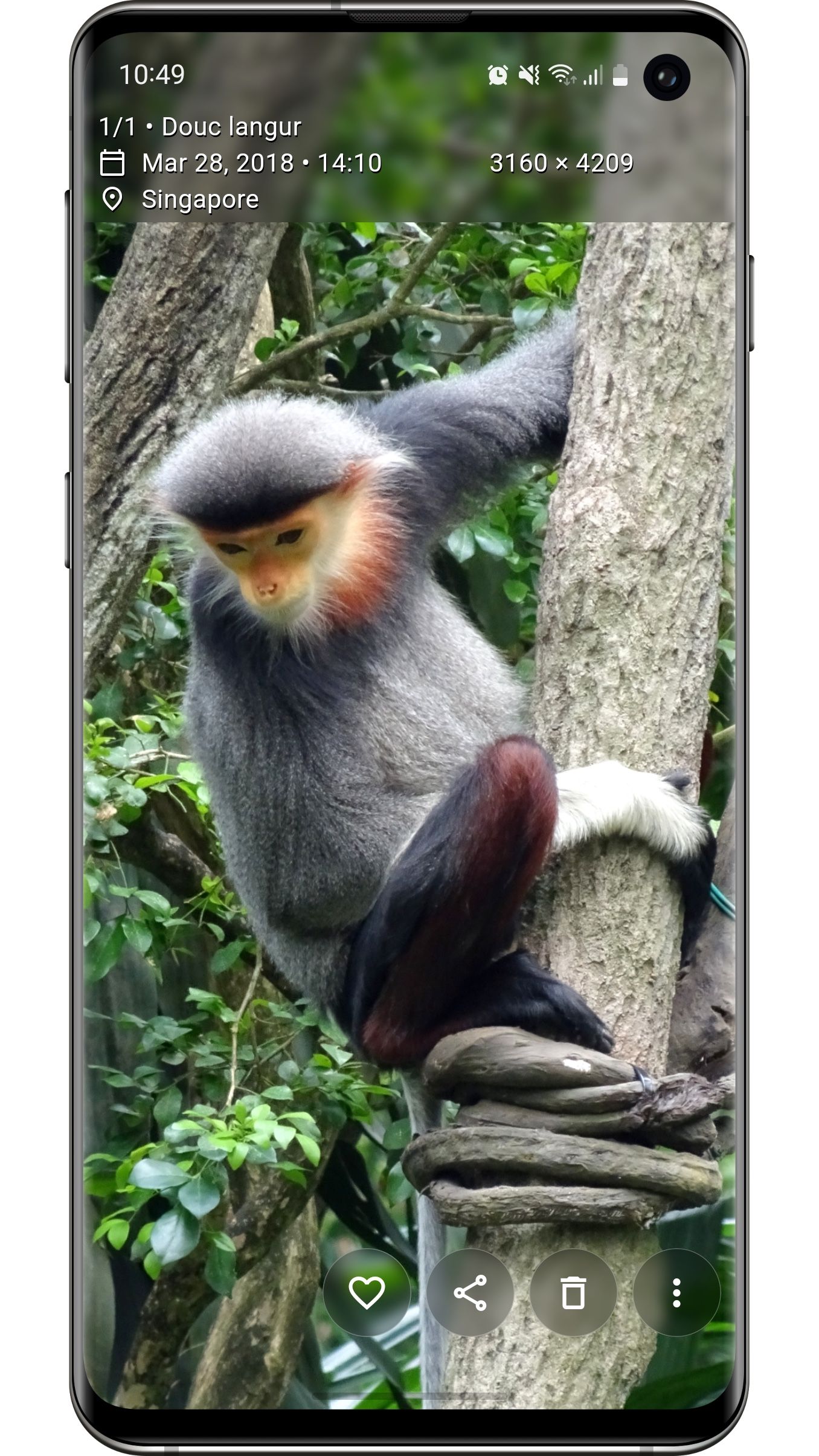 phone showing picture of monkey on a tree