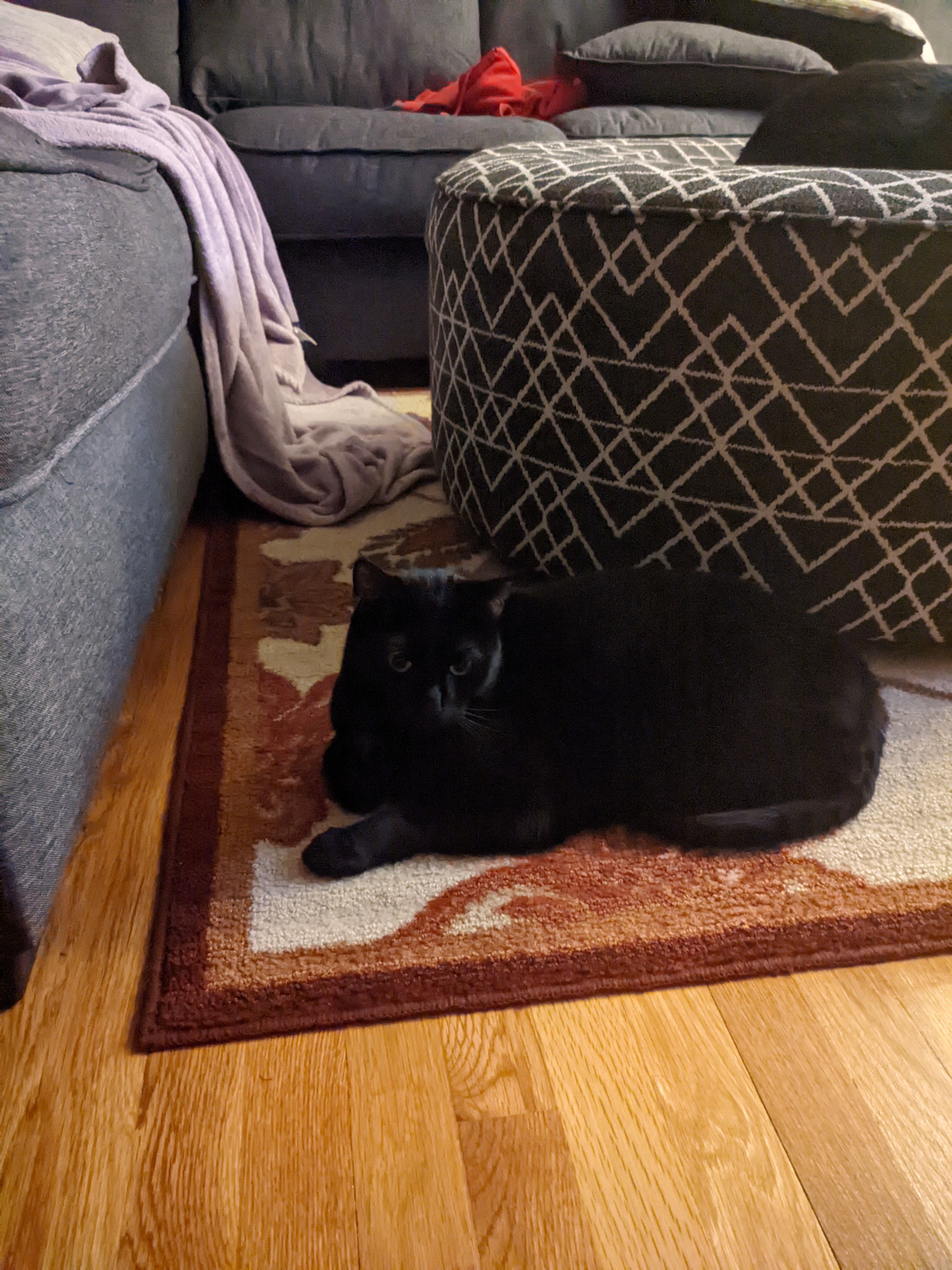 A black cat sitting on a carpet at night taken on a Pixel 4a 5G