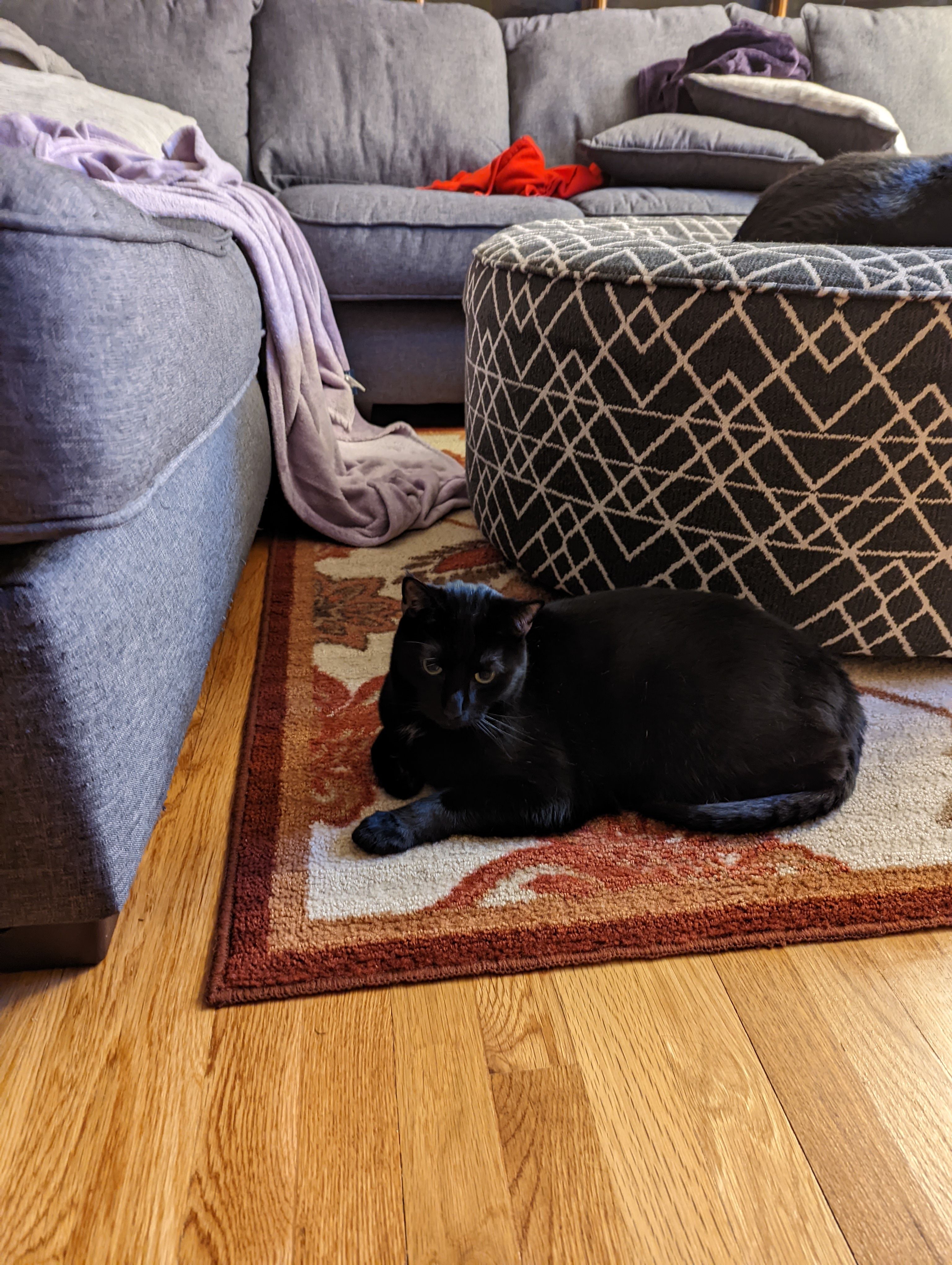 A black cat laying on a carpet at night taken on a Pixel 6 Pro using Night Sight