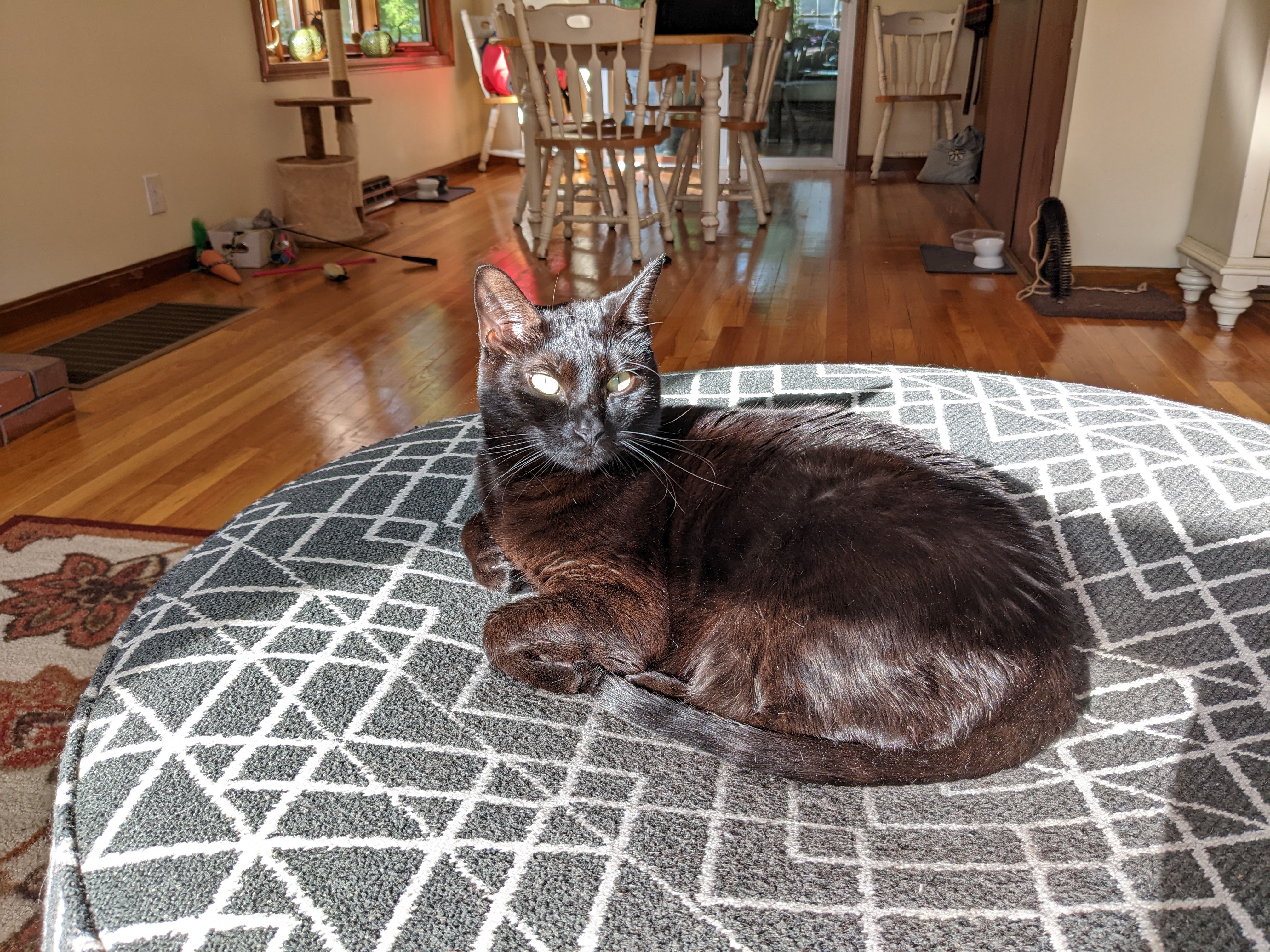 A black cat laying on an ottoman in sunlight taken with a Pixel 4a 5G
