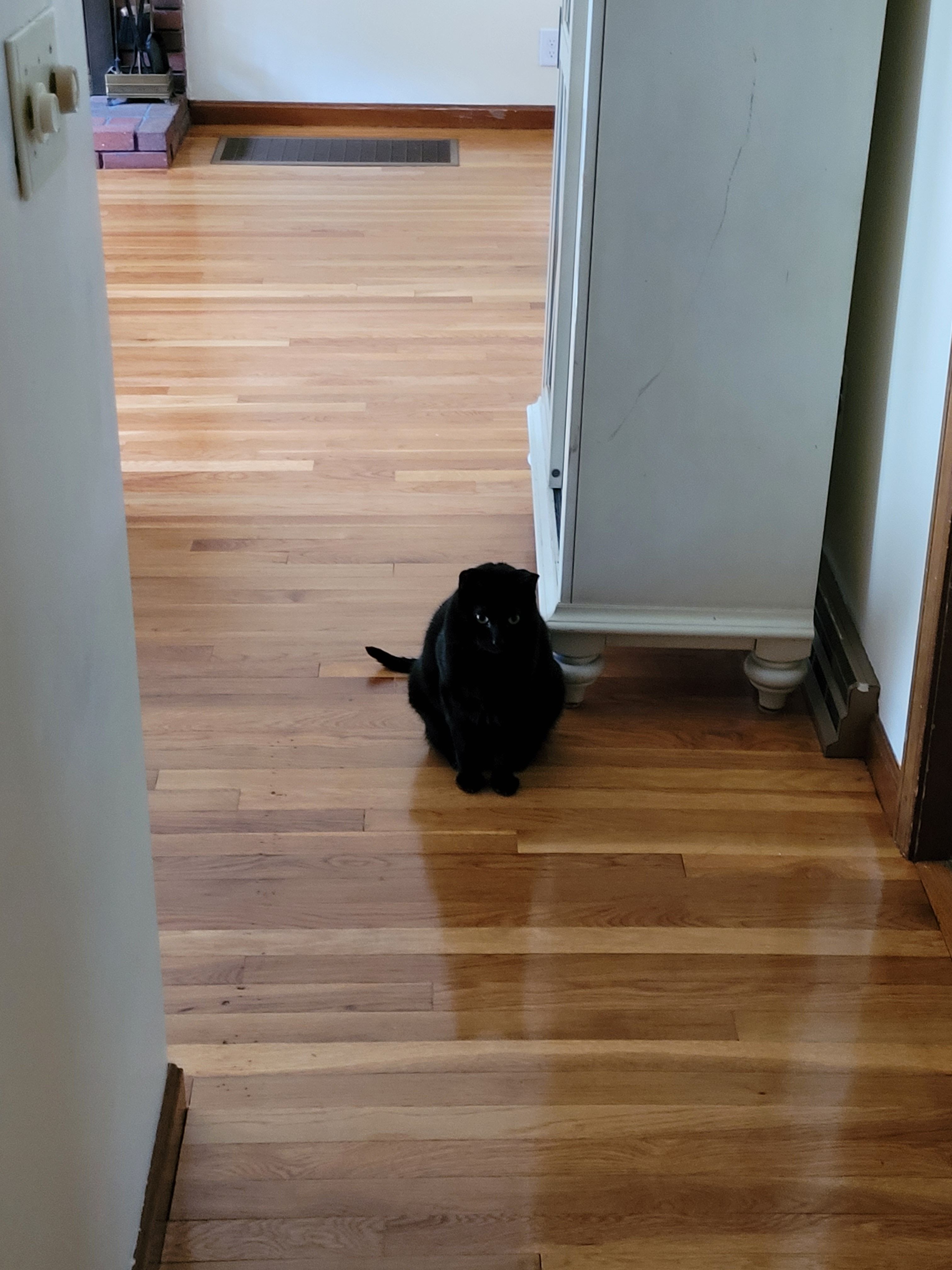 A black cat sitting in a hallway taken on a Galaxy S20 FE