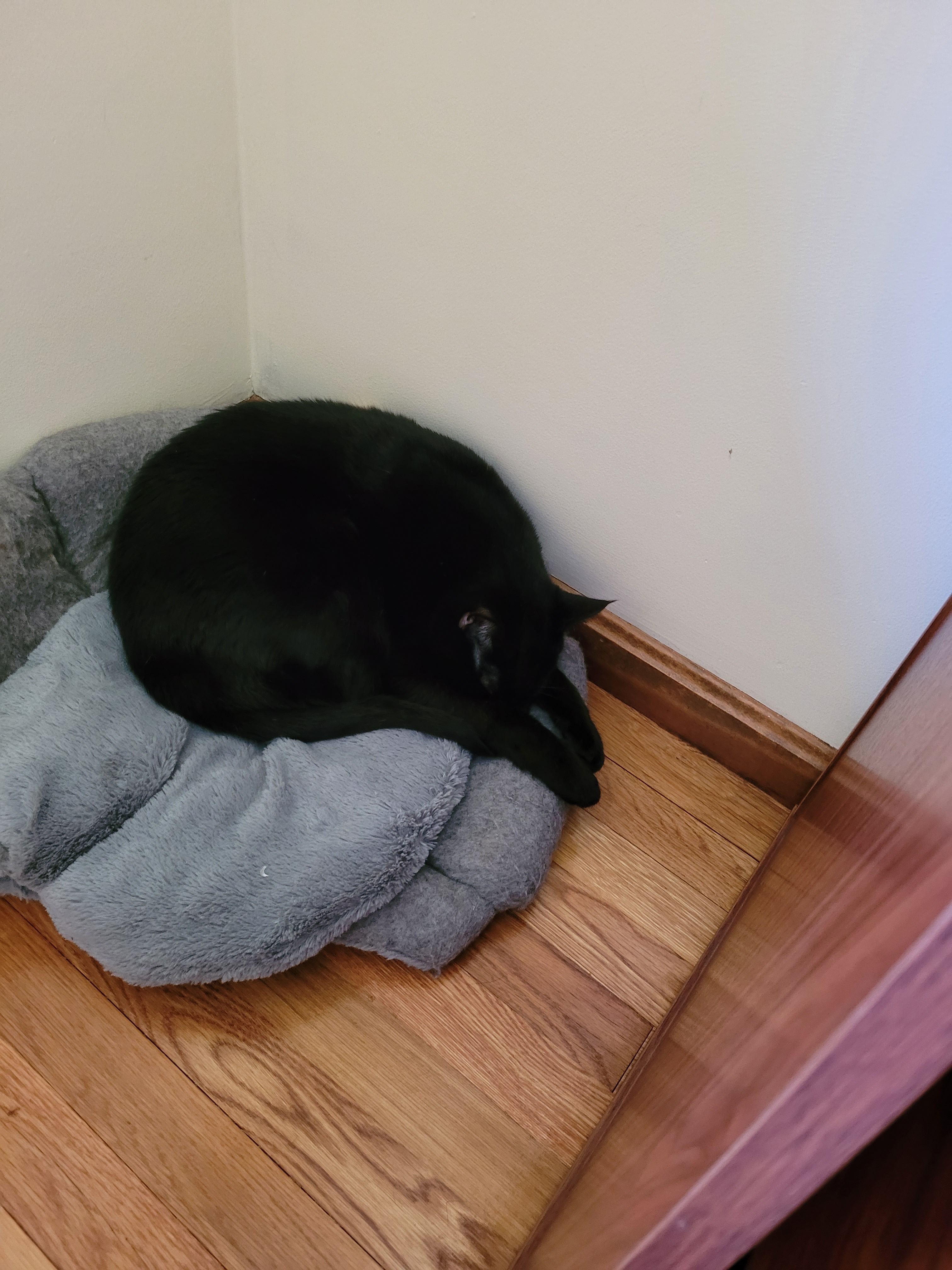 A picture of a black cat curled up on a bed taken on a Galaxy S20 FE