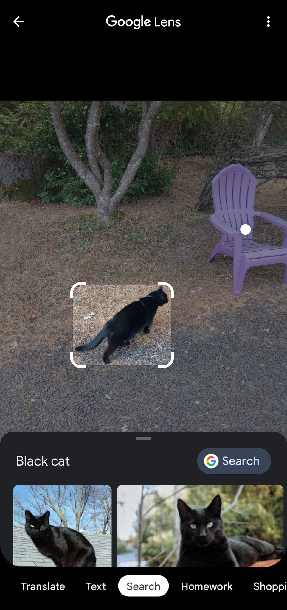 Image shows Google Lens search after selecting a saved photo of a black cat. Other black cats are shown at the bottom of the screen.