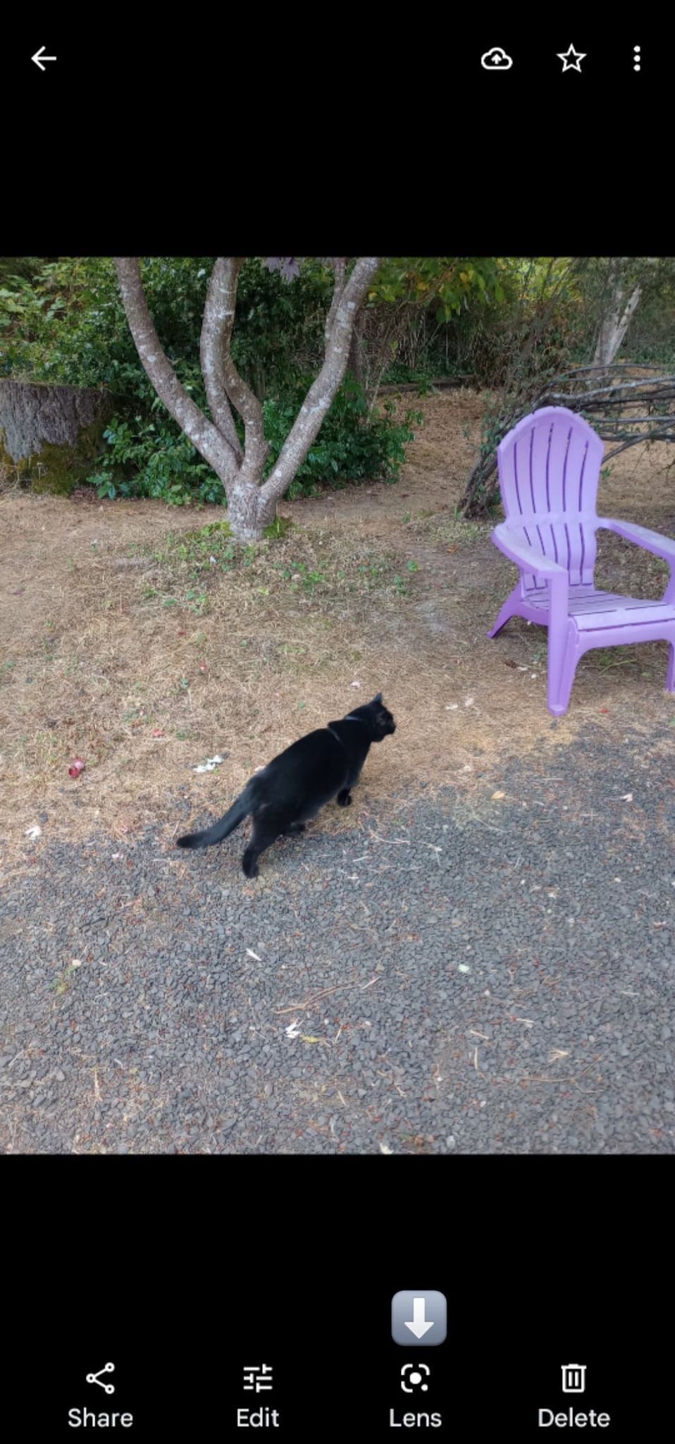 Image shows a photo of a black cat open in google photos with an arrow pointing to the lens icon.
