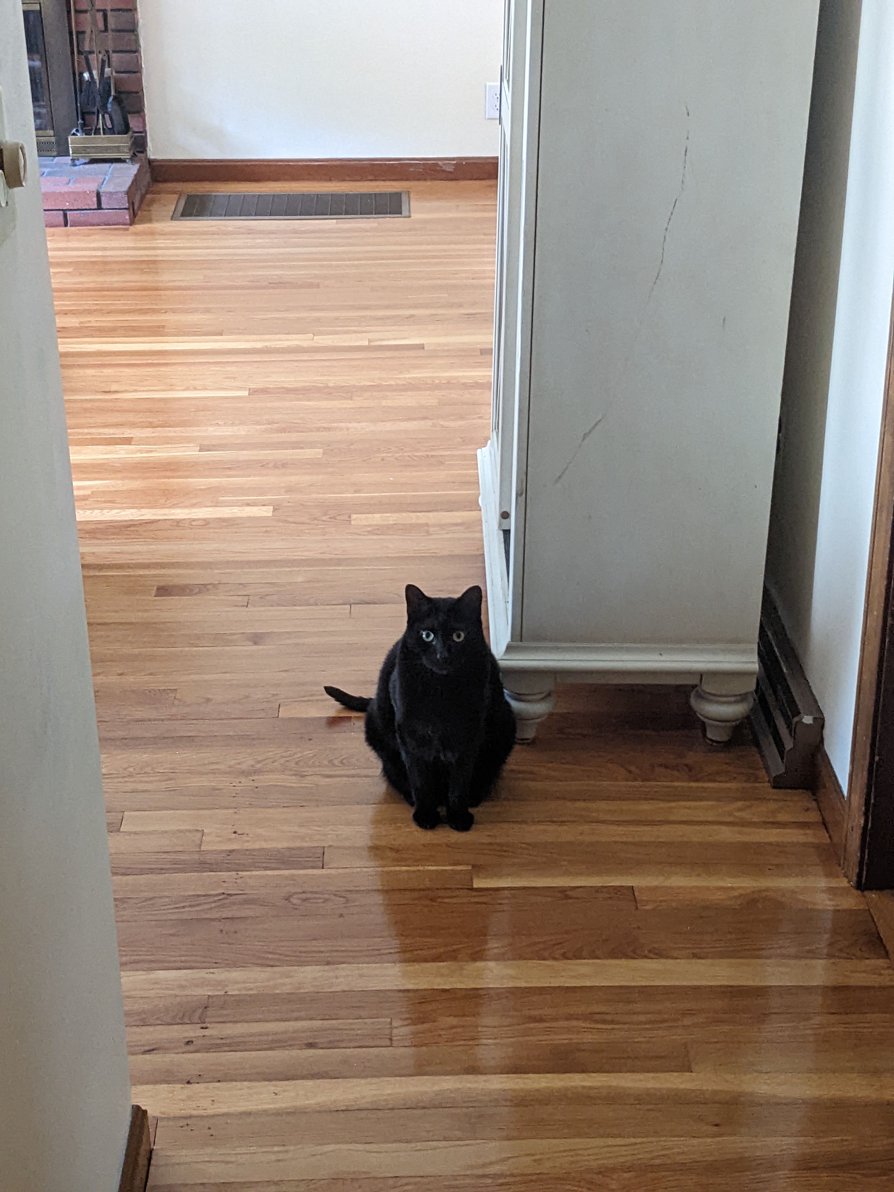 A black cat sitting in a hallway taken on a Pixel 4a 5G