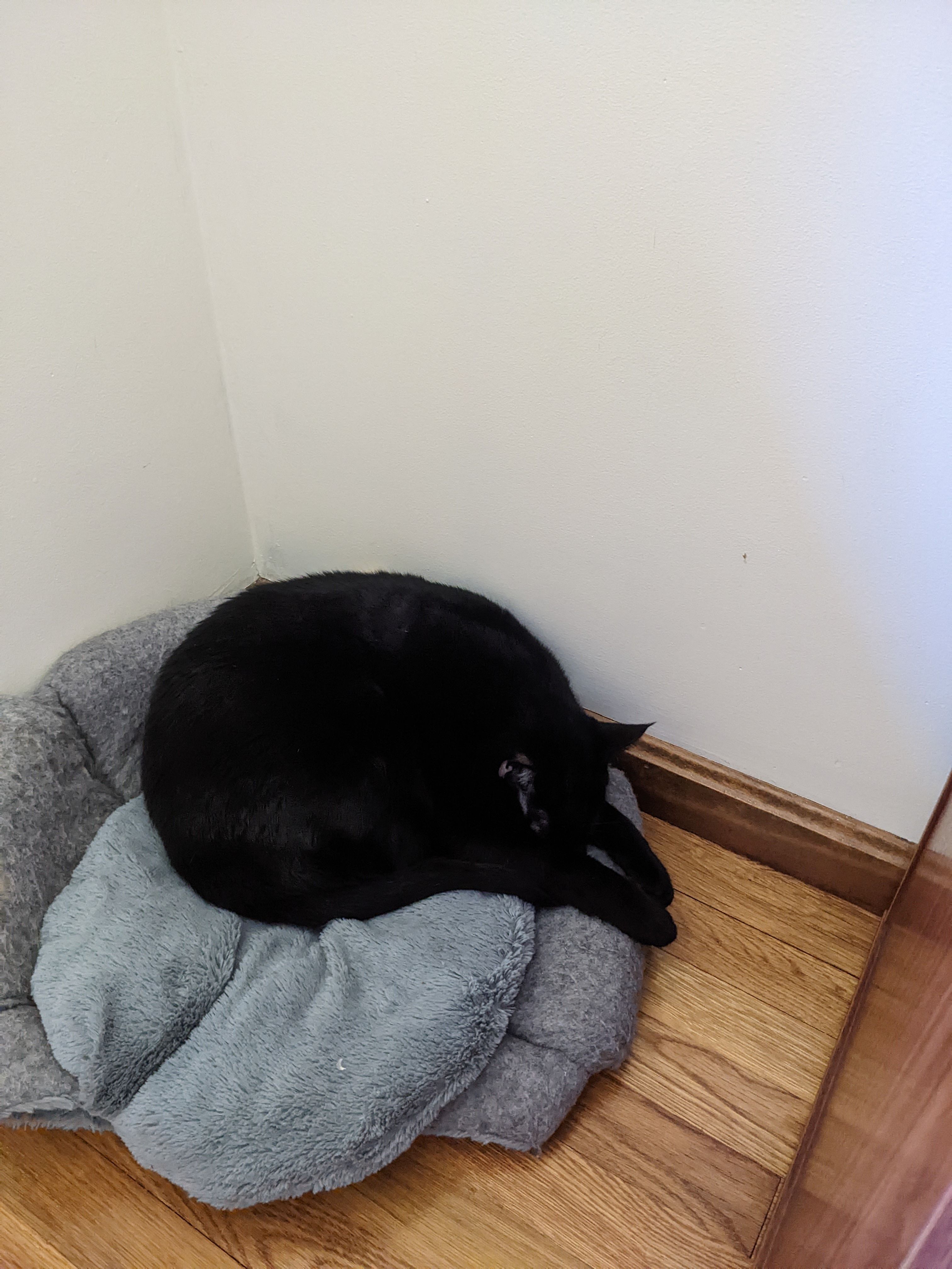 A picture of a black cat curled up on a bed taken on a Pixel 4a 5G