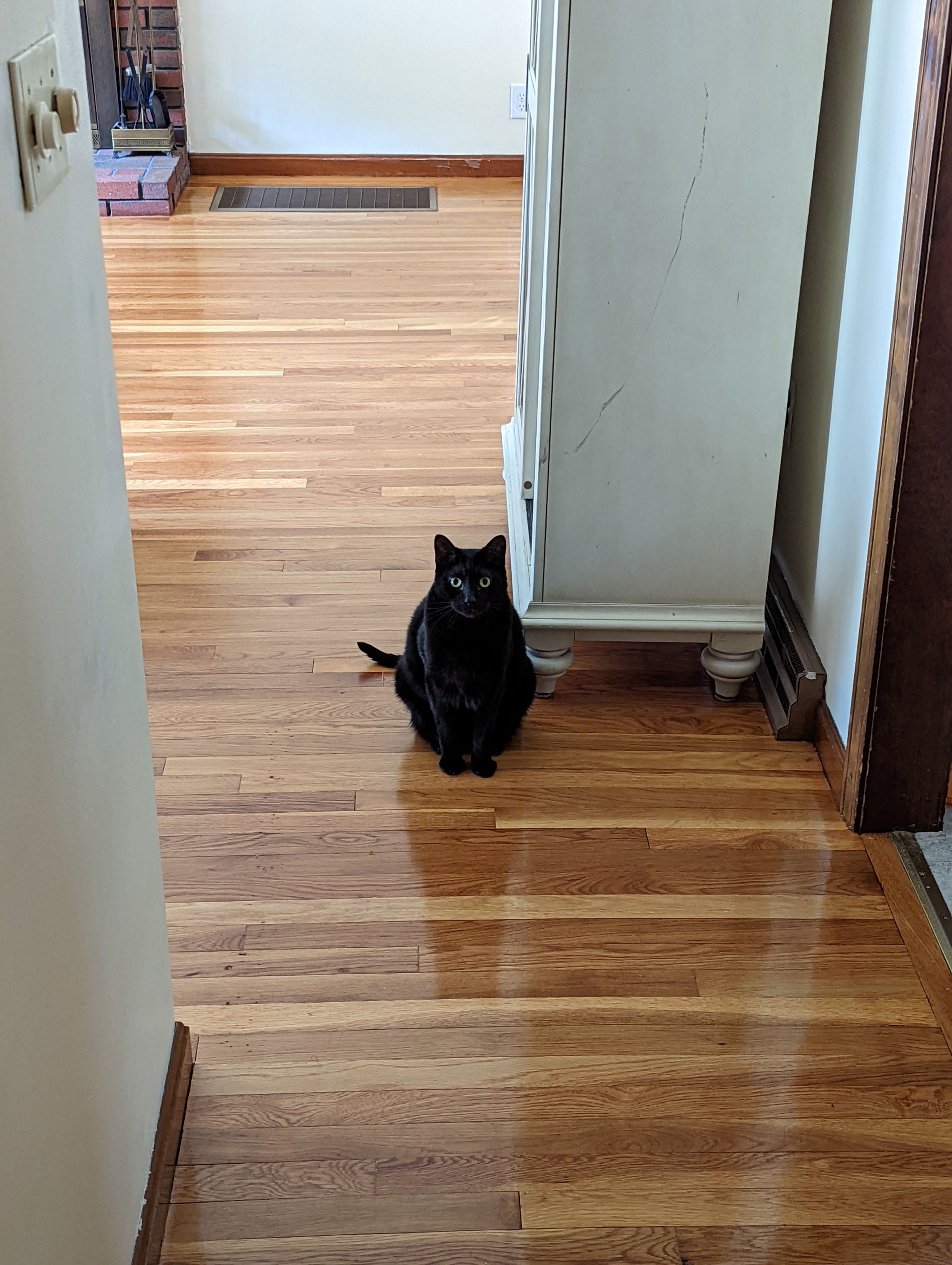 A black cat sitting in a hallway taken on a Pixel 6 Pro