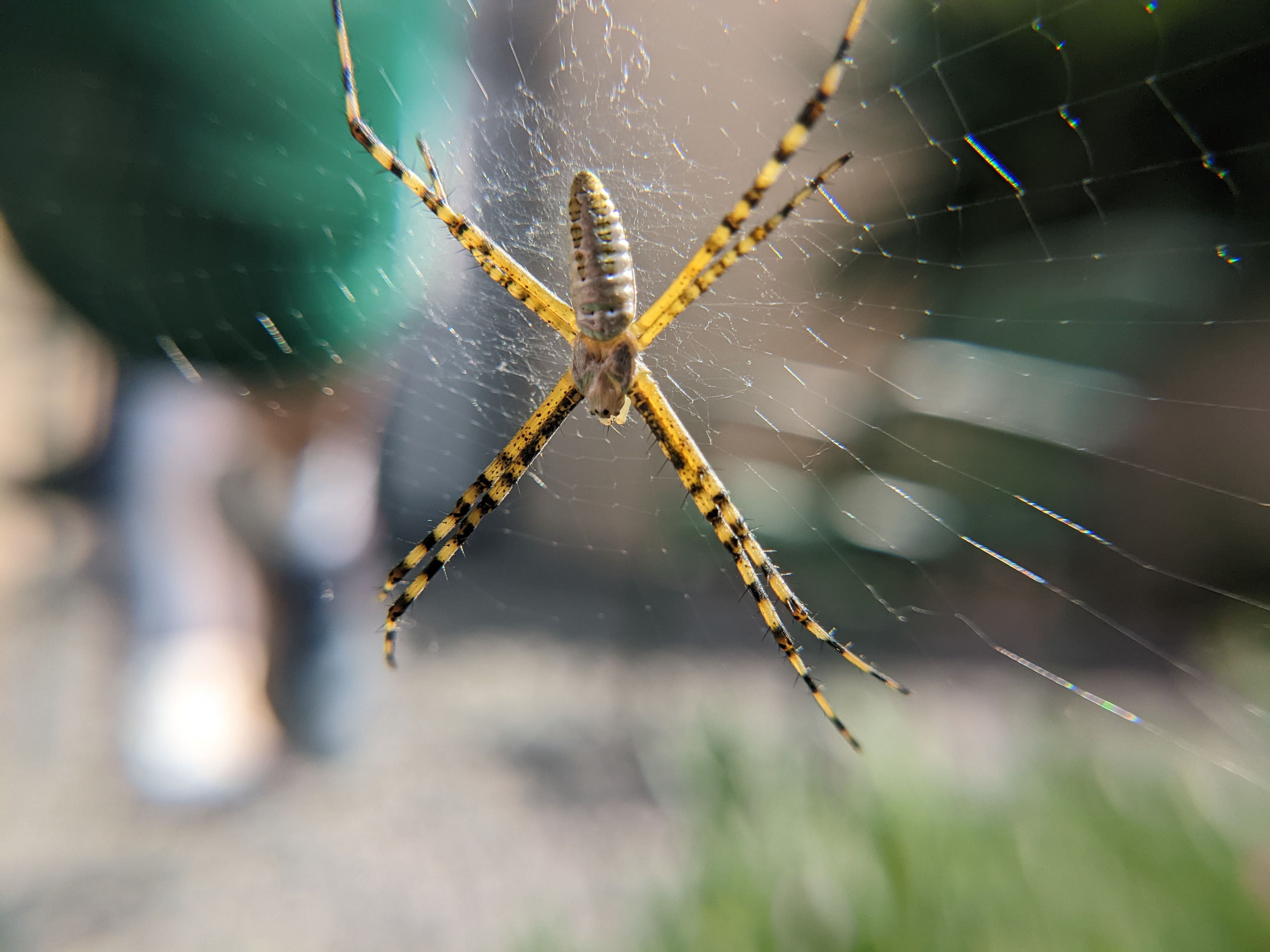 spider-on-web