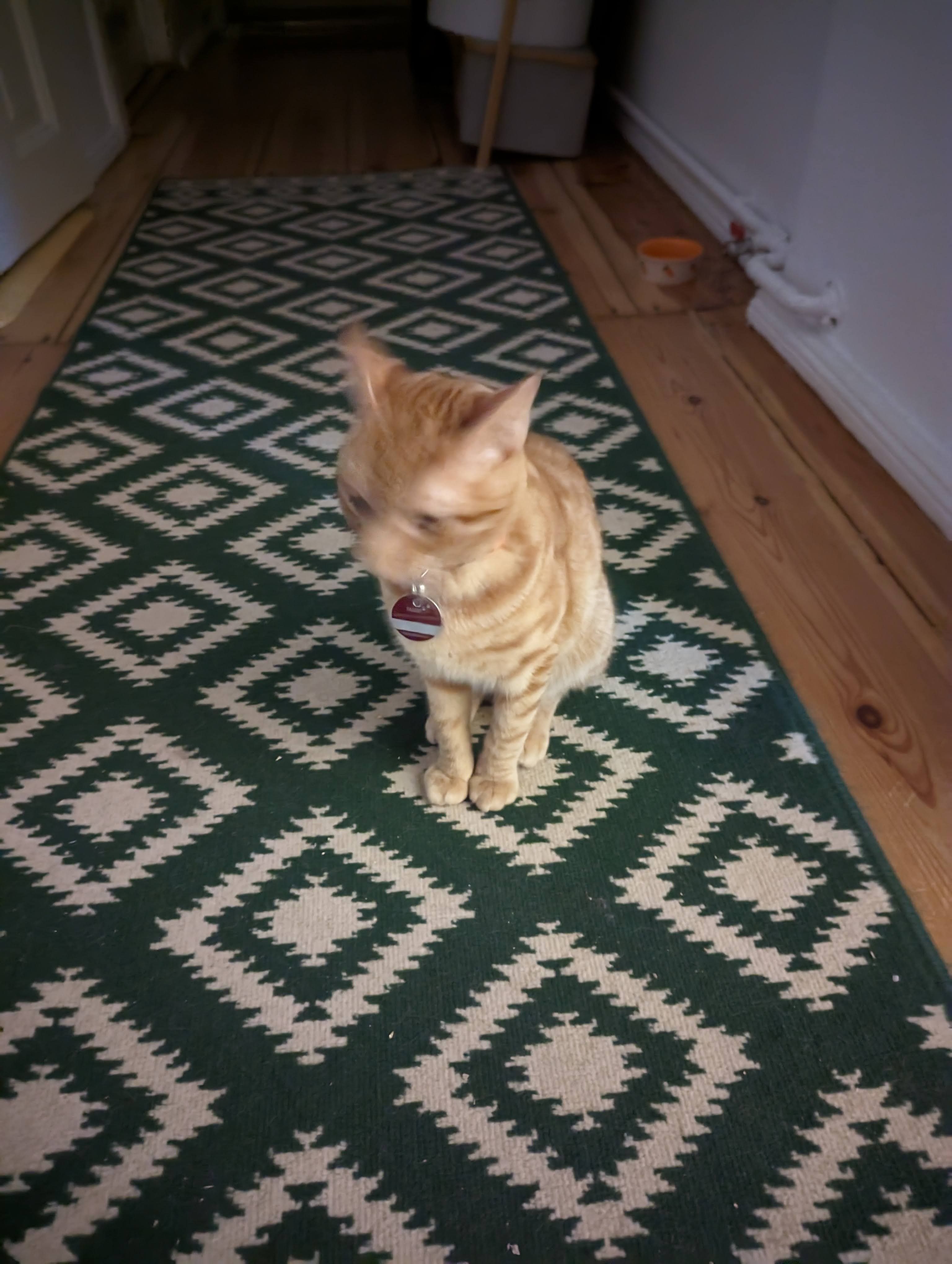 Pixel 6 sample image of orange cat with Night Sight activated