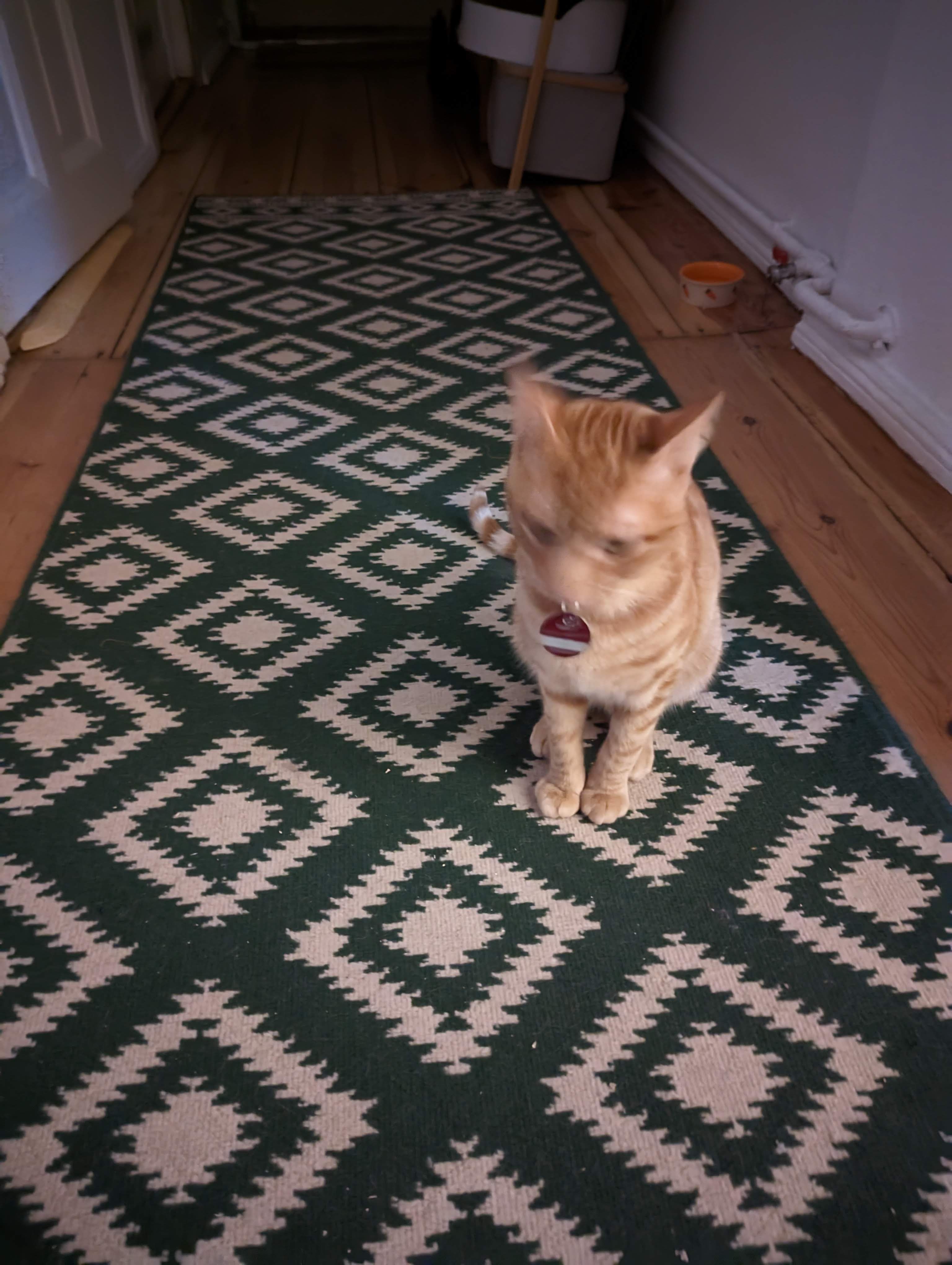 Pixel 7 sample image of orange cat with Night Sight activated