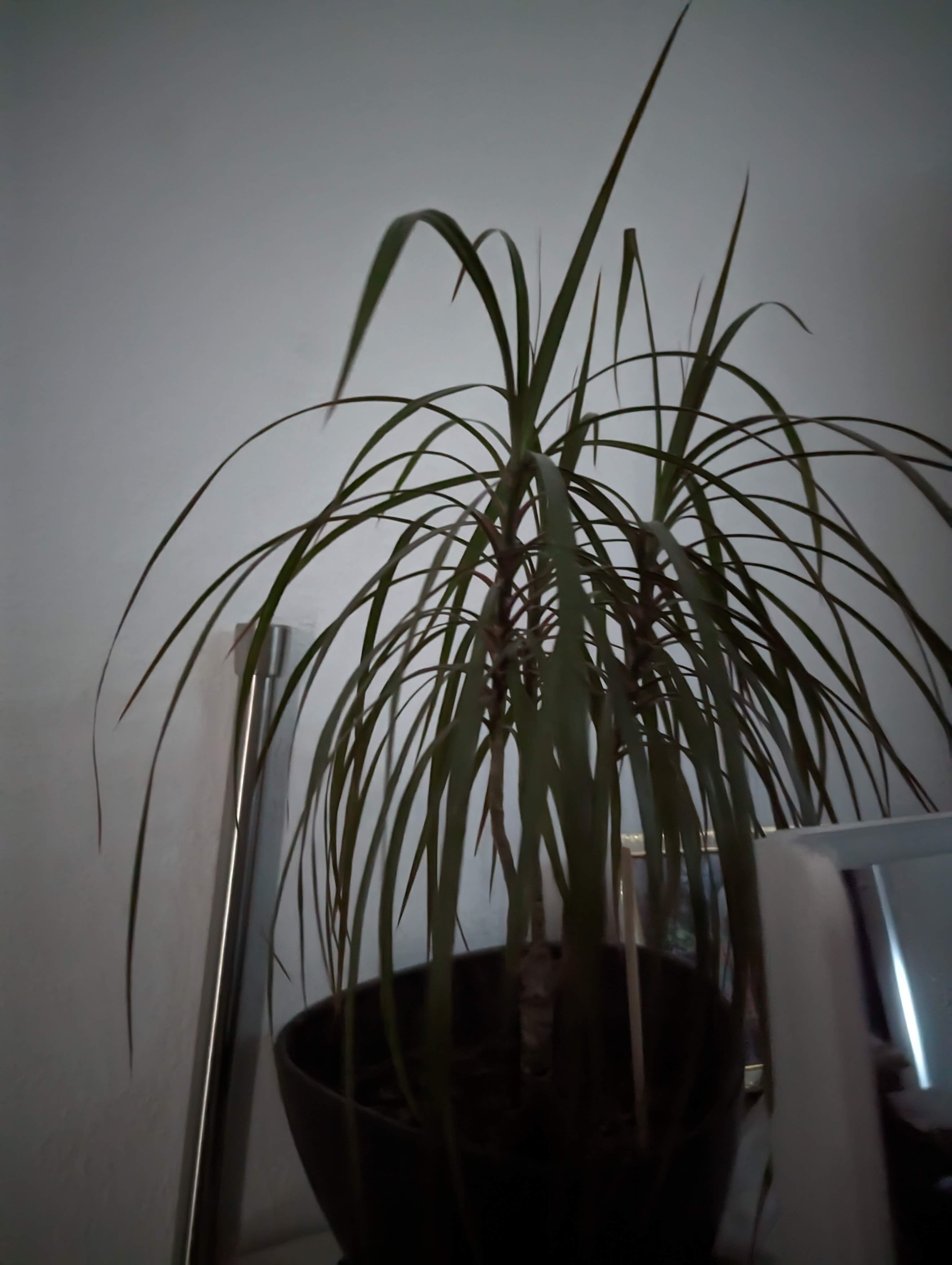 A Pixel 7 sample image of a plant, taken in Night Sight mode
