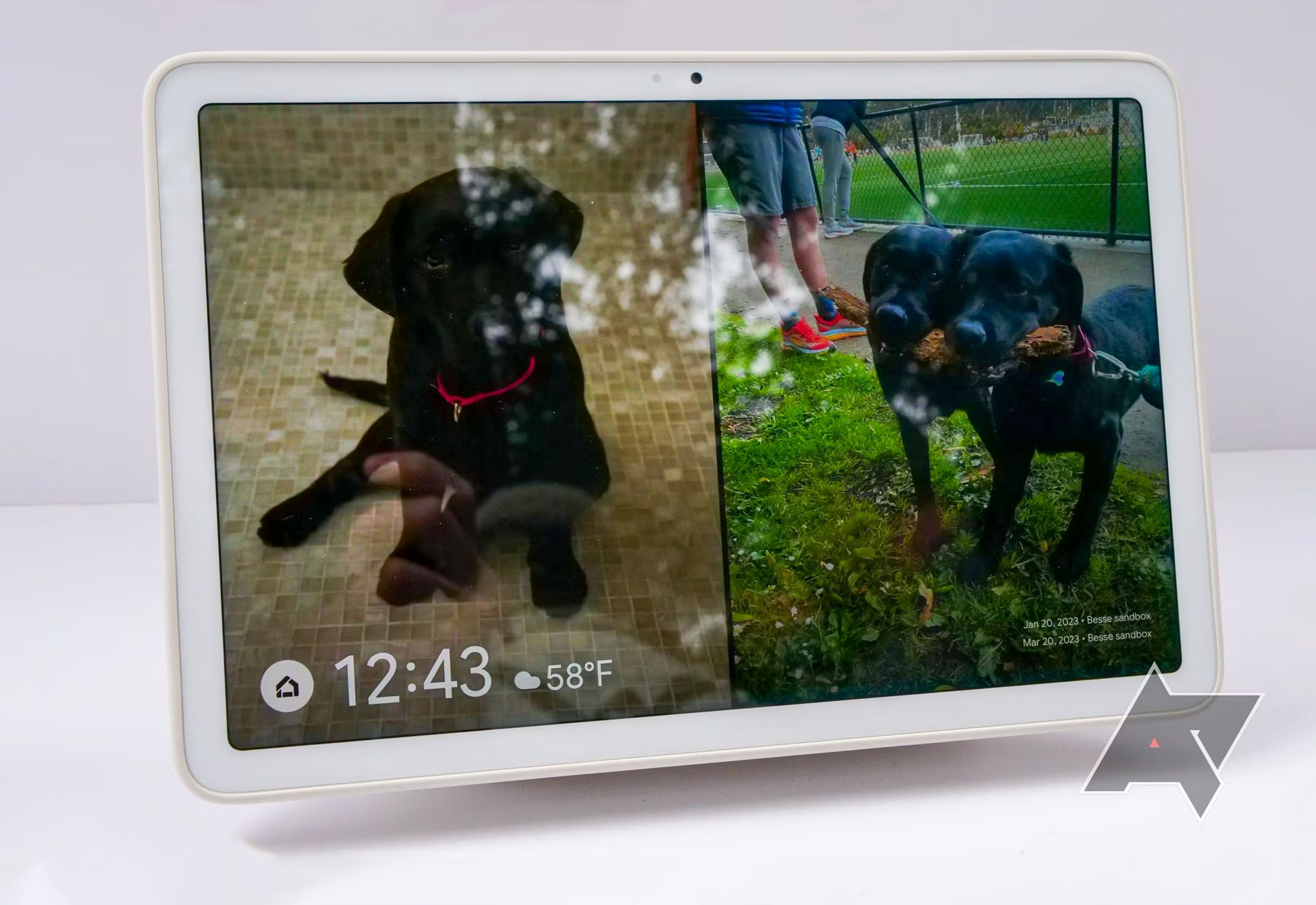 A Google Pixel Tablet sits against a white background. Images of two dogs appear on the display. 