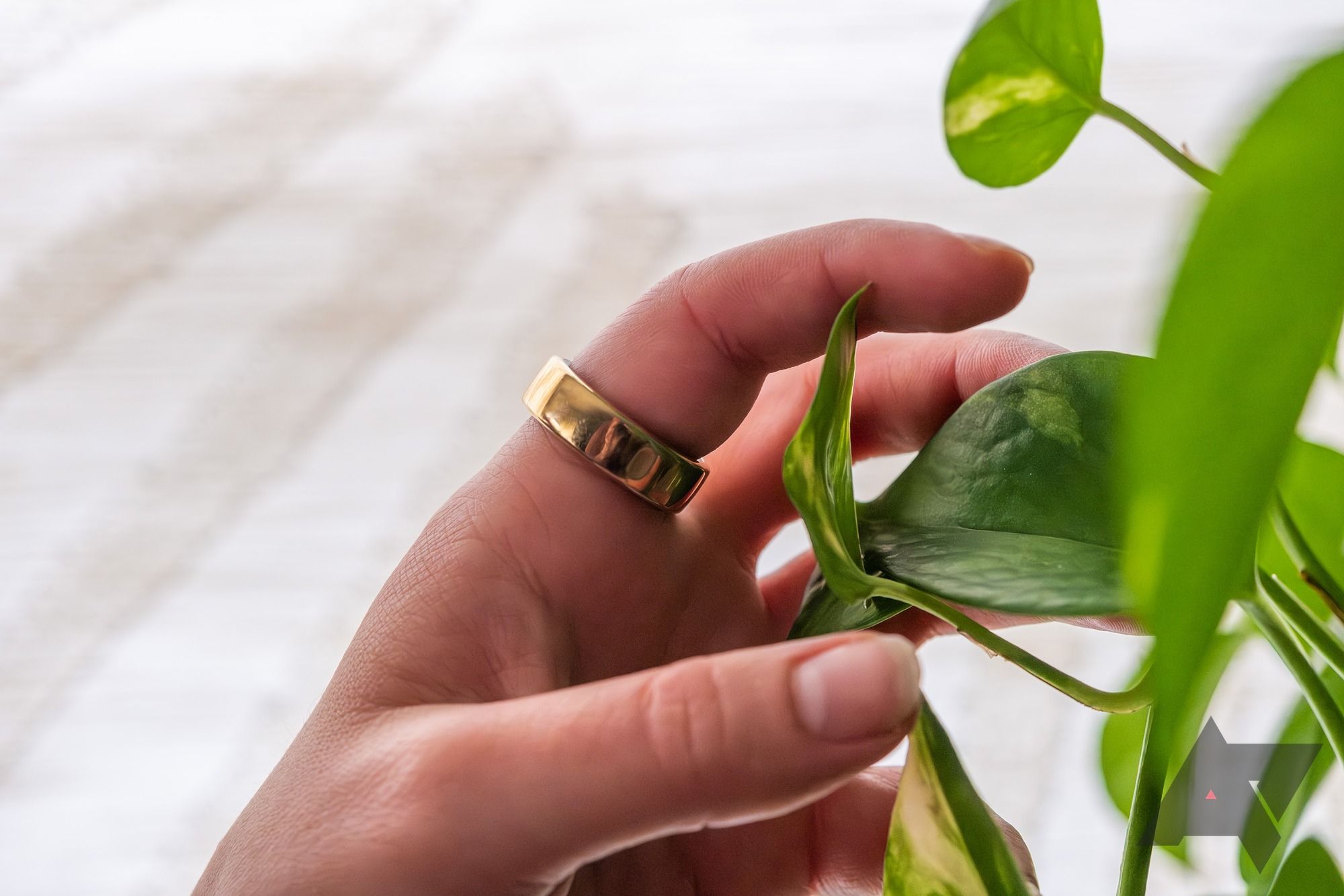 A hand wearing a smart ring, touching a plant