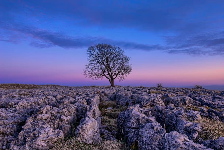 Photo-of-a-tree-taken-at-the-blue-hour