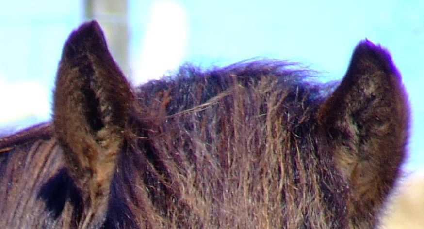 Hair on the head of a horse with the chromatic aberration purple fringing