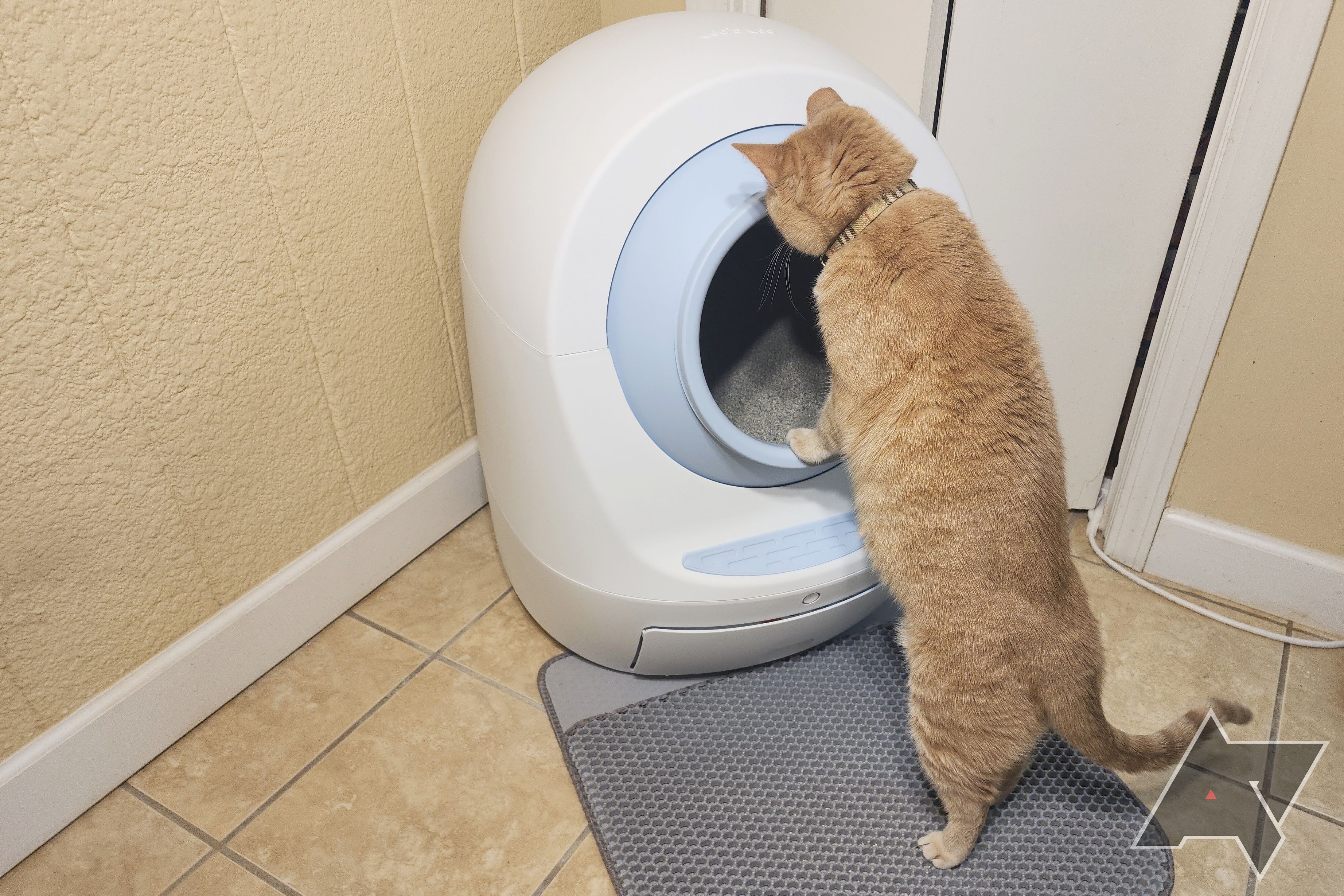 Leo's Bathroom bathroom Too Dapper Self-Cleansing Litter Box cat standing on and taking a gaze in