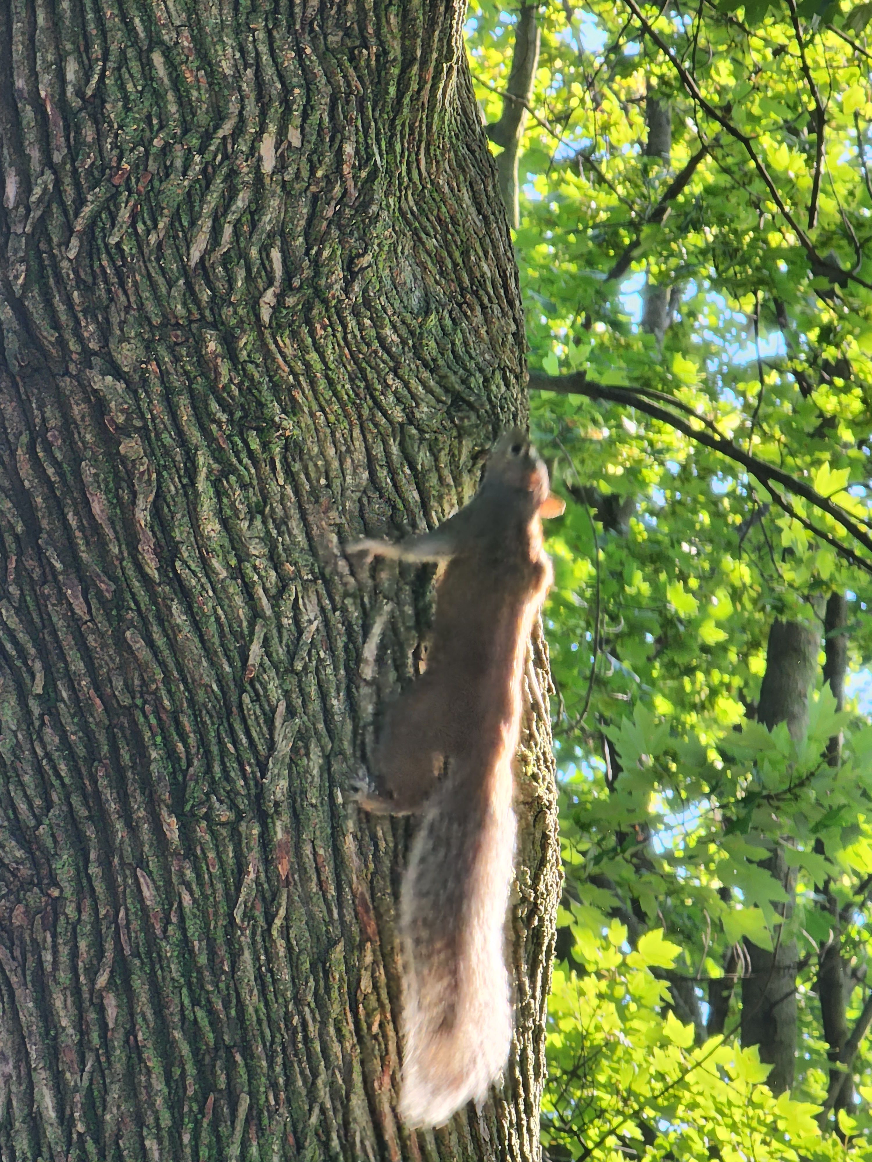 super-telephoto-bad-example-2