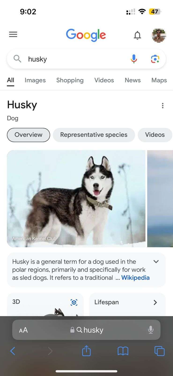 Screenshot highlighting the 'husky' search term in the Safari browser 