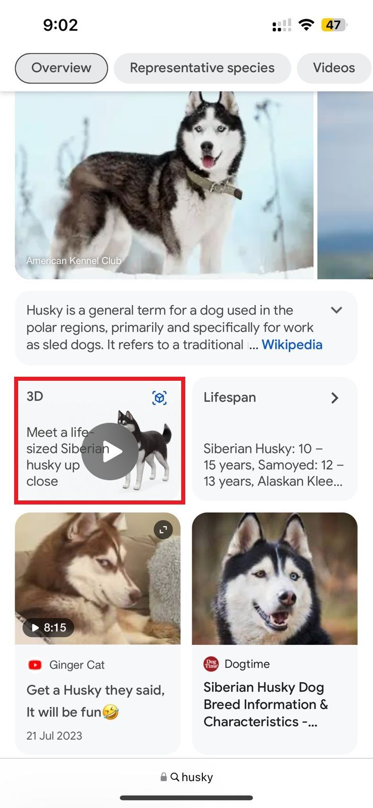 Screenshot highlighting 'Meet a life-sized husky up close' on the Safari browser in iPhone