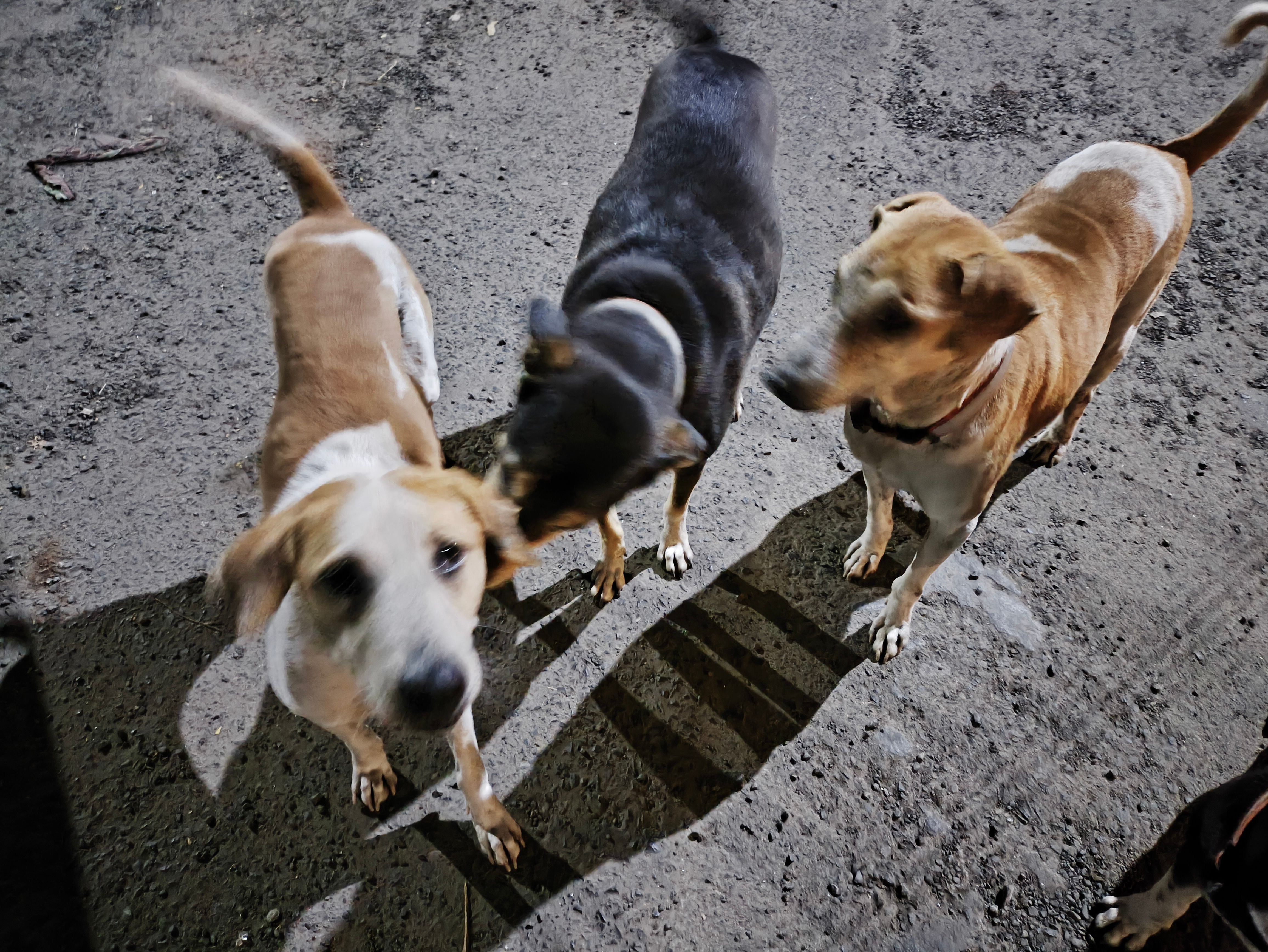 Poco X6 Pro camera sample showing a group of three dogs.