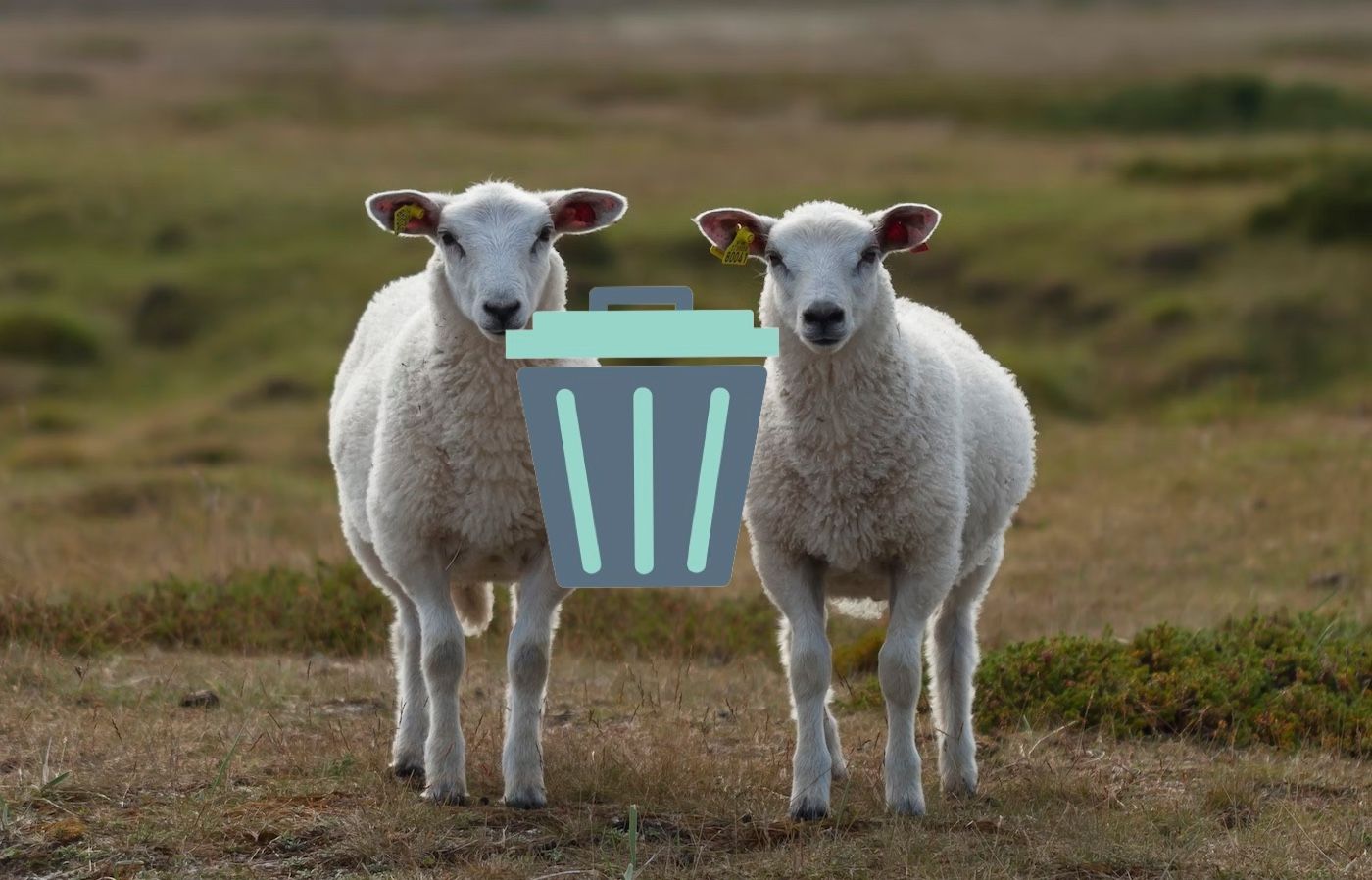 Trash icon overlayed on two sheeps hero image