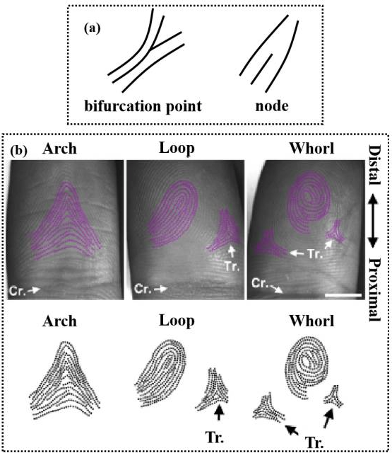 An educational diagram comparing fingerprint types: Arch, Loop, and Whorl. Includes detailed illustrations and actual scans with labels and directional arrows, highlighting key features