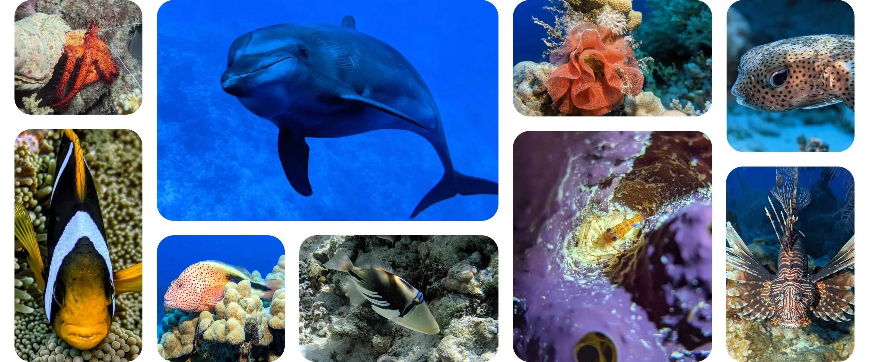 A collage of underwater pictures taken with a Pixel phone in a Kraken dive housing