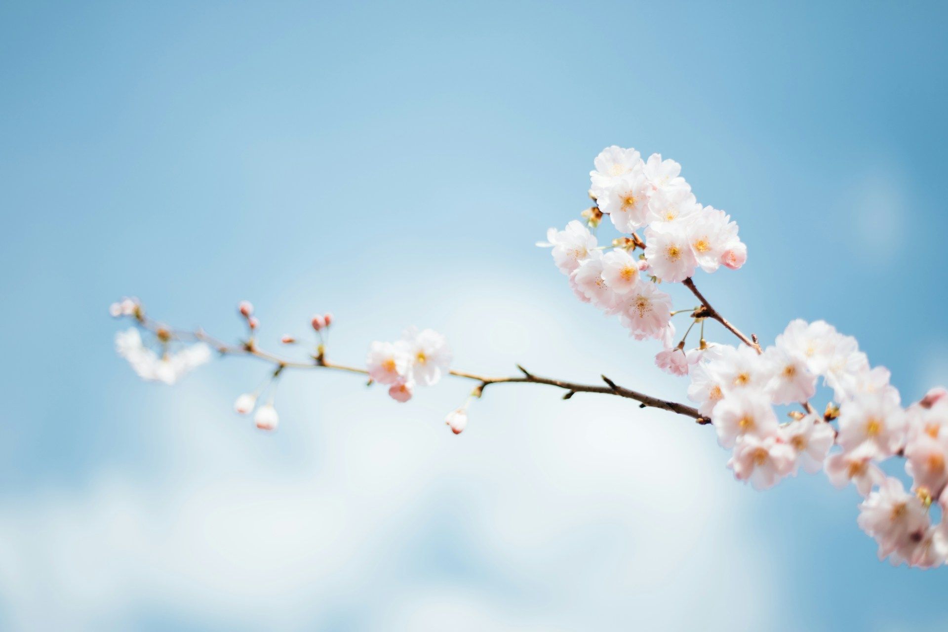 A photograph of cherry blossoms with a blue sky in the background