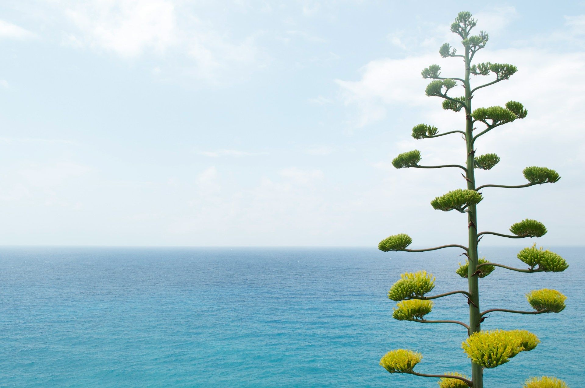 A photograph of a tall tree with a blue river in the background