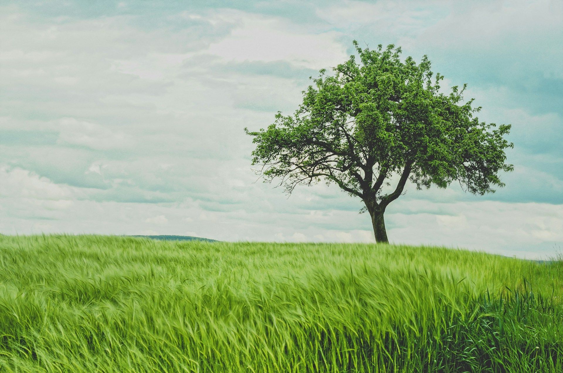 Image of a tree in a field of grass, set against a cloudy blue sky