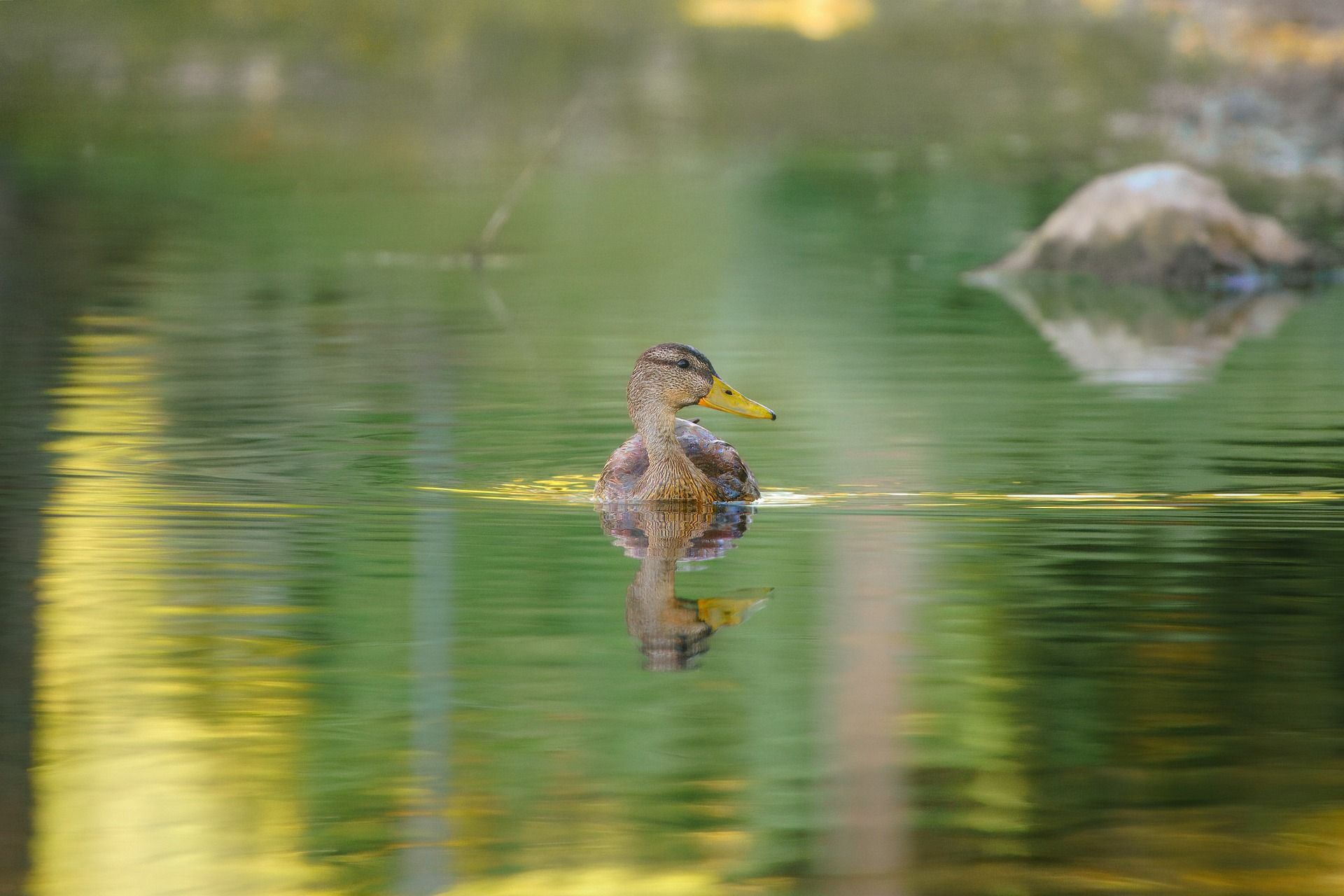 A turned duck swimming in water with background blur